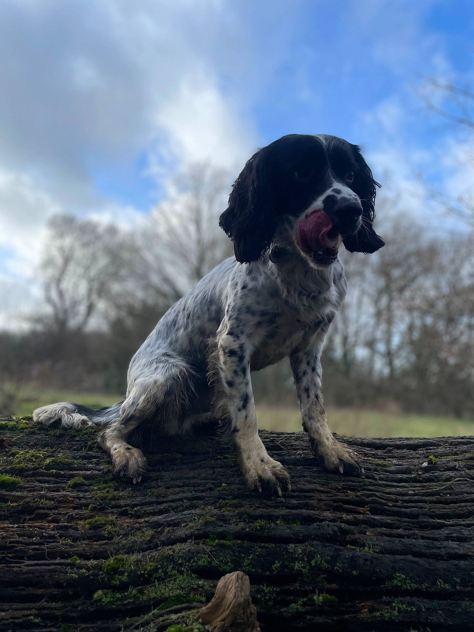 Jack is registered to the contest to win money with this photo: canidae, carnivore, cloud, companion_dog, cumulus, dog, dog_breed, grass, gun_dog, old_danish_pointer, plant, pointing_breed, sky, snout, soil, spaniel, sporting_group, tail, tree, working_dog