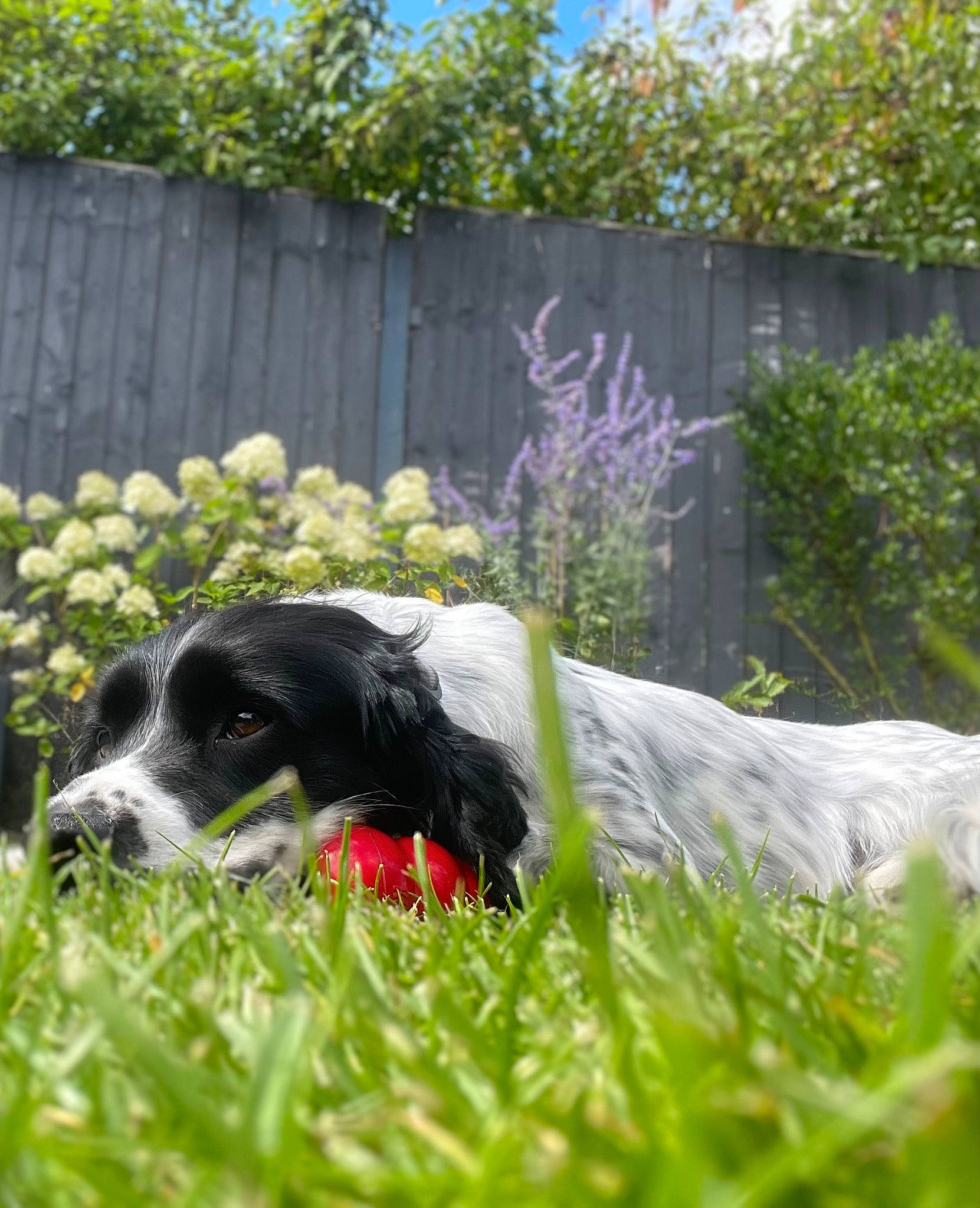 Jack joined the competition — help win amazing prizes! carnivore, collar, companion_dog, dog, dog_breed, dog_collar, fence, garden, grass, groundcover, gun_dog, home_fencing, plant, pointing_breed, recreation, shrub, sky, spaniel, sporting_group, working_animal