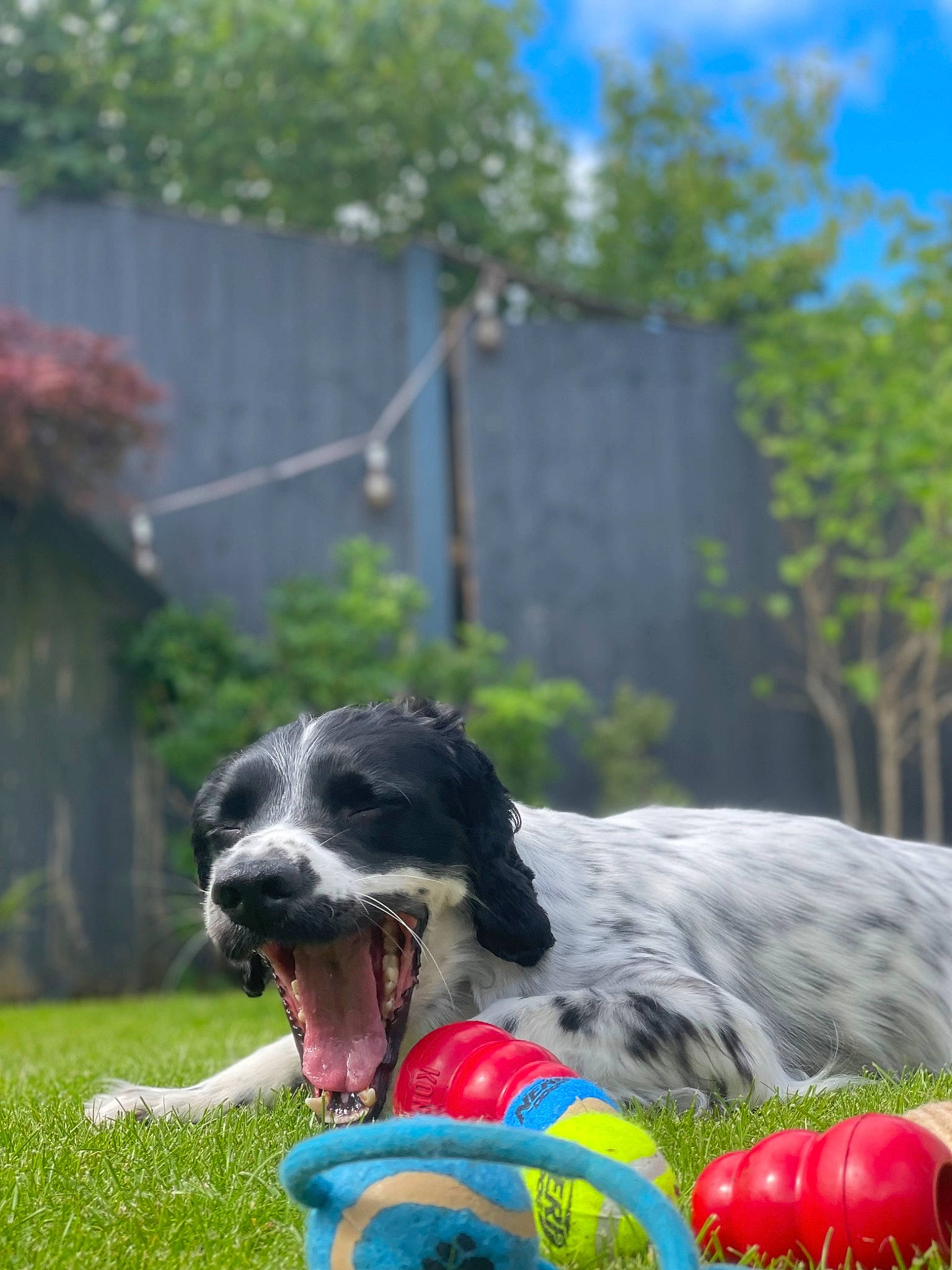 Jack is registered to the contest to win money with this photo: canidae, carnivore, collar, companion_dog, dog, dog_breed, dog_collar, dog_sports, dog_supply, dog_toy, fence, grass, gun_dog, home_fencing, plant, recreation, snout, sporting_group, tree, working_animal