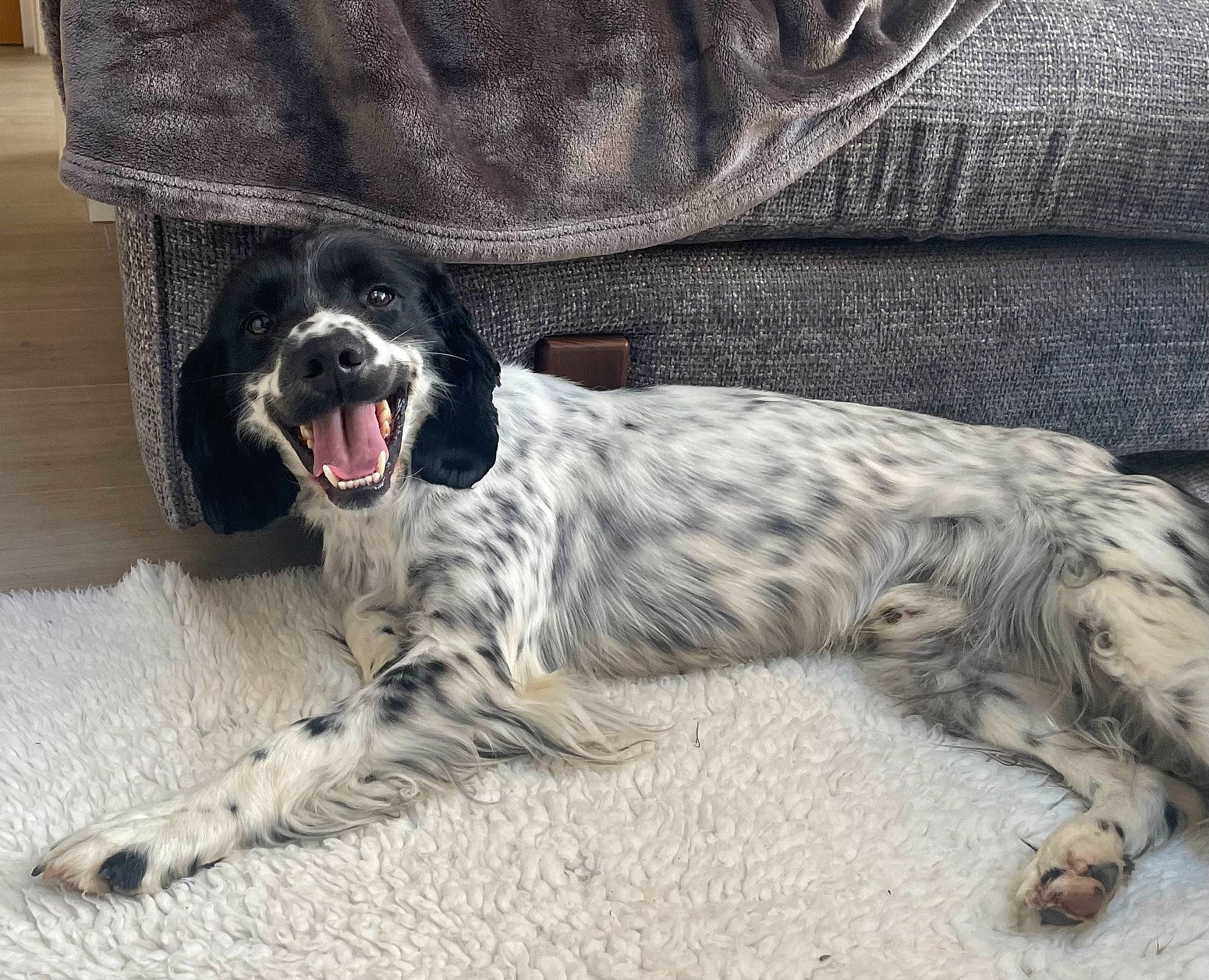 Jack is registered to the contest to win money with this photo: braque_dauvergne, canidae, carnivore, comfort, companion_dog, couch, dog, dog_breed, foot, fur, gun_dog, non_sporting_group, pattern, paw, snout, sporting_group, terrestrial_animal, whiskers, working_animal, working_dog