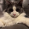 Ozzy is registered to the contest to win money with this photo: cat, fluffy, gray, white, pet, animal, fur, whiskers, ears, nose, eyes, couch, leather, indoor, relaxed, closeup, portrait, mammal, cute, domestic