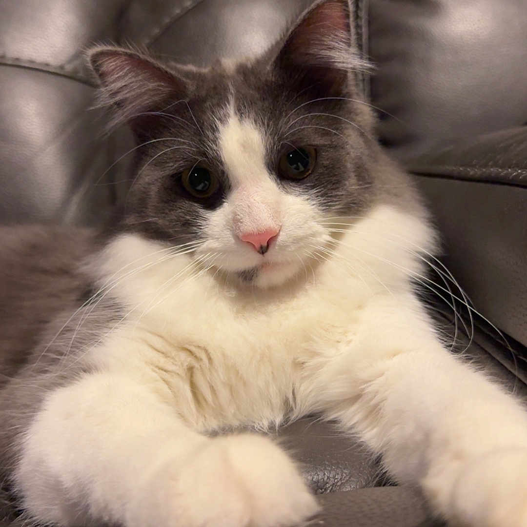 Ozzy is registered to the contest to win money with this photo: cat, fluffy, gray, white, pink_nose, paws, leather_couch, relaxed, indoor, pet, feline, whiskers, ears, curious_eyes, close_up, portrait, soft_lighting, animal, domestic_cat, cute