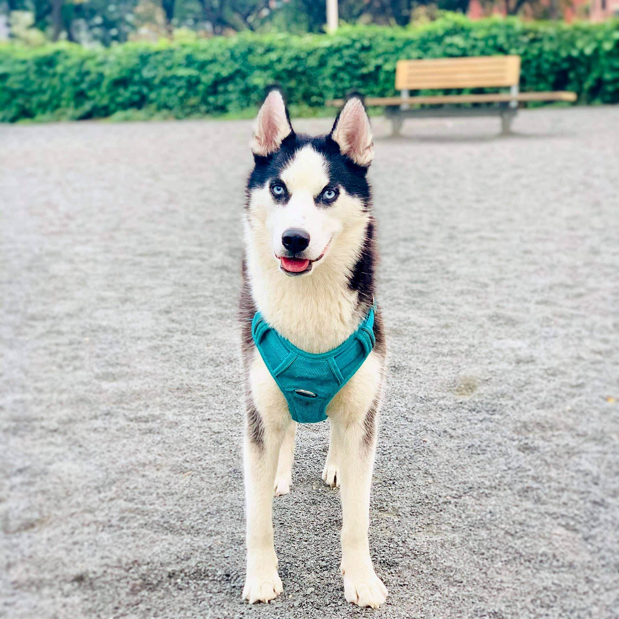 Kirby joined the competition — help win amazing prizes! canidae, carnivore, collar, companion_dog, dog, dog_breed, dog_supply, electric_blue, fawn, grass, herding_dog, leash, plant, recreation, sled_dog, snout, sporting_group, tail, working_animal, working_dog