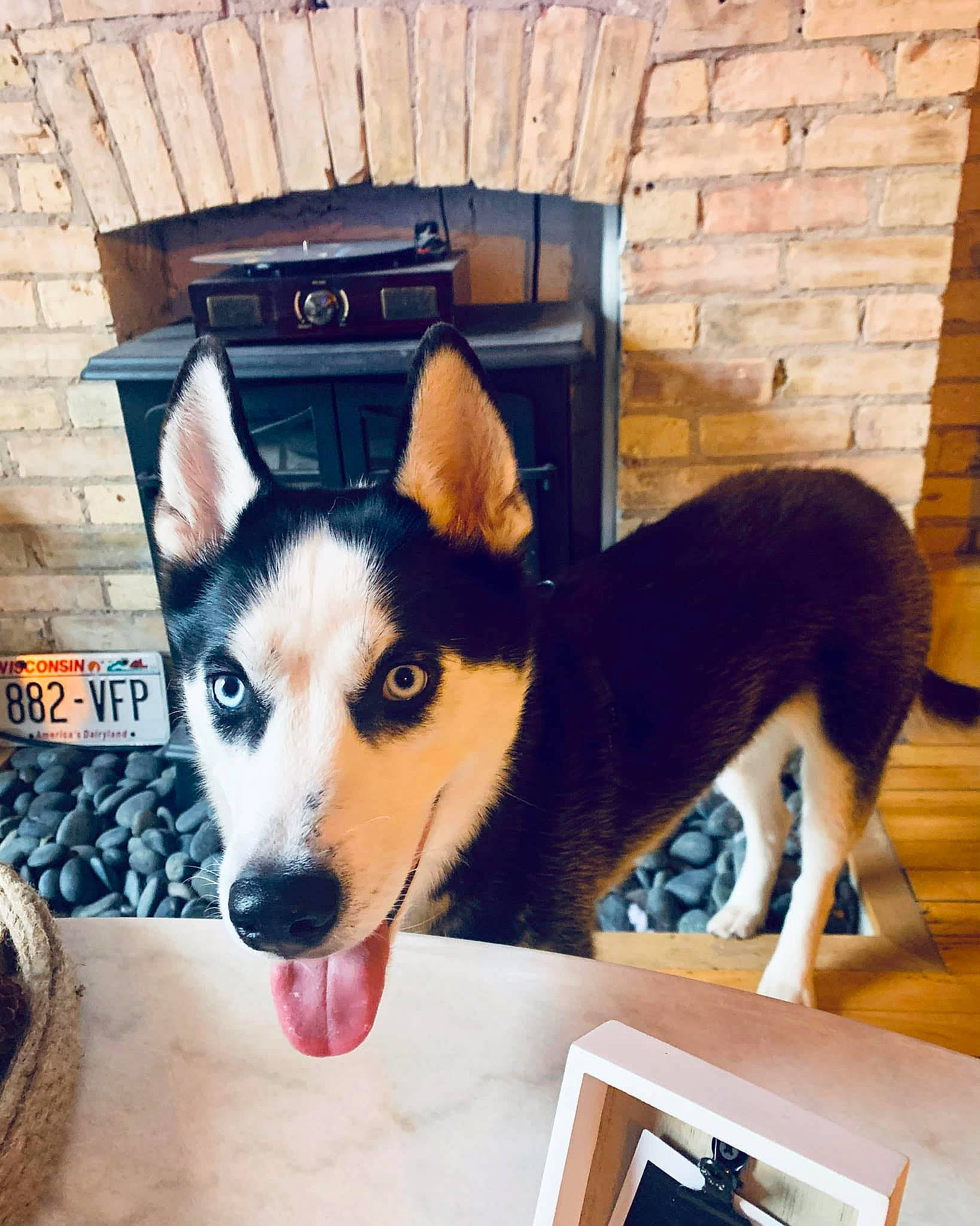 Kirby joined the competition — help win amazing prizes! brick, brickwork, canidae, carnivore, companion_dog, dog, dog_breed, dog_supply, flooring, fur, herding_dog, paw, pet_supply, sled_dog, snout, sporting_group, tail, whiskers, wood, working_animal