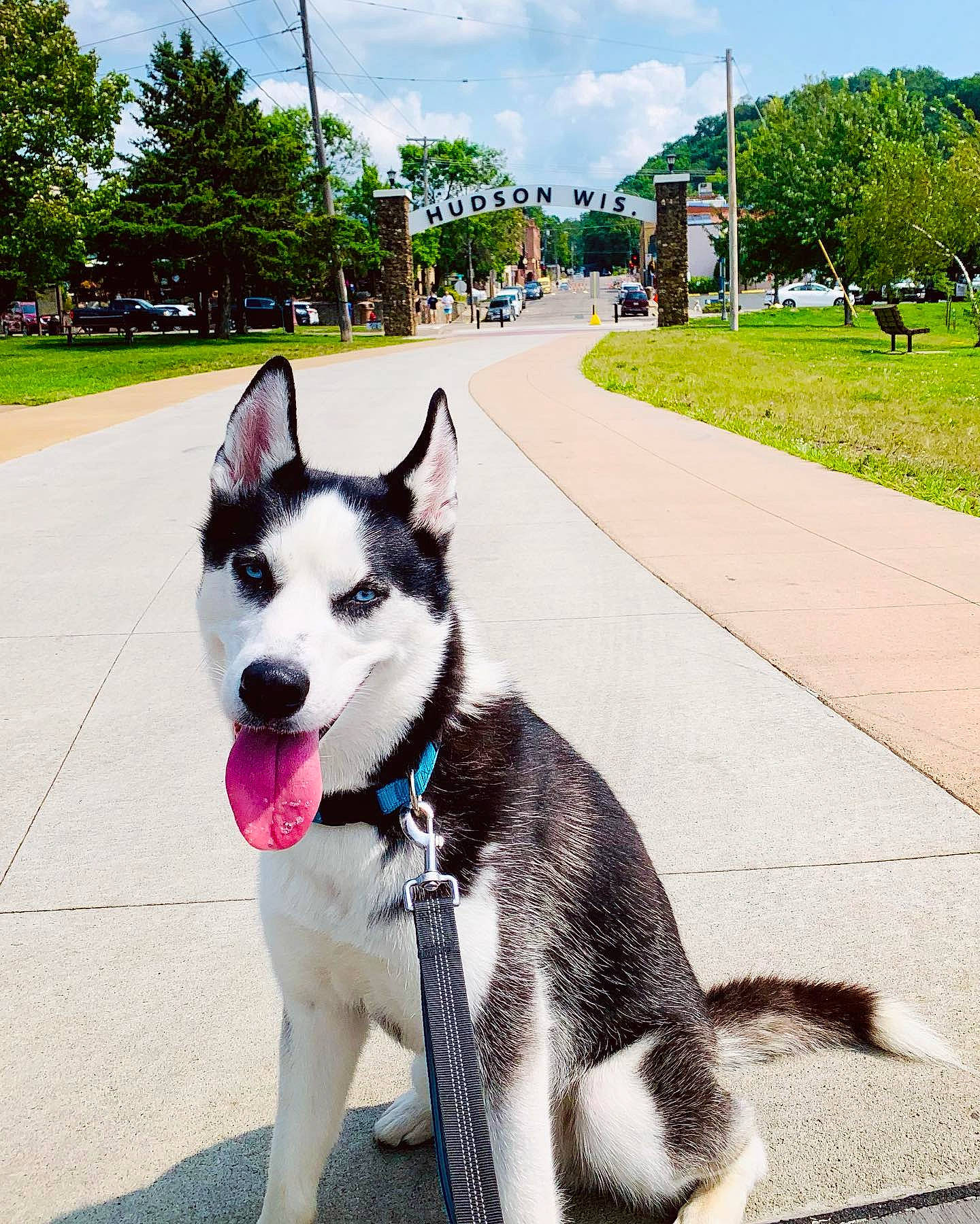 Kirby joined the competition — help win amazing prizes! carnivore, cloud, collar, companion_dog, dog, dog_breed, dog_collar, green, leash, photograph, plant, road_surface, sky, sled_dog, snapshot, snout, tail, tree, white, working_animal