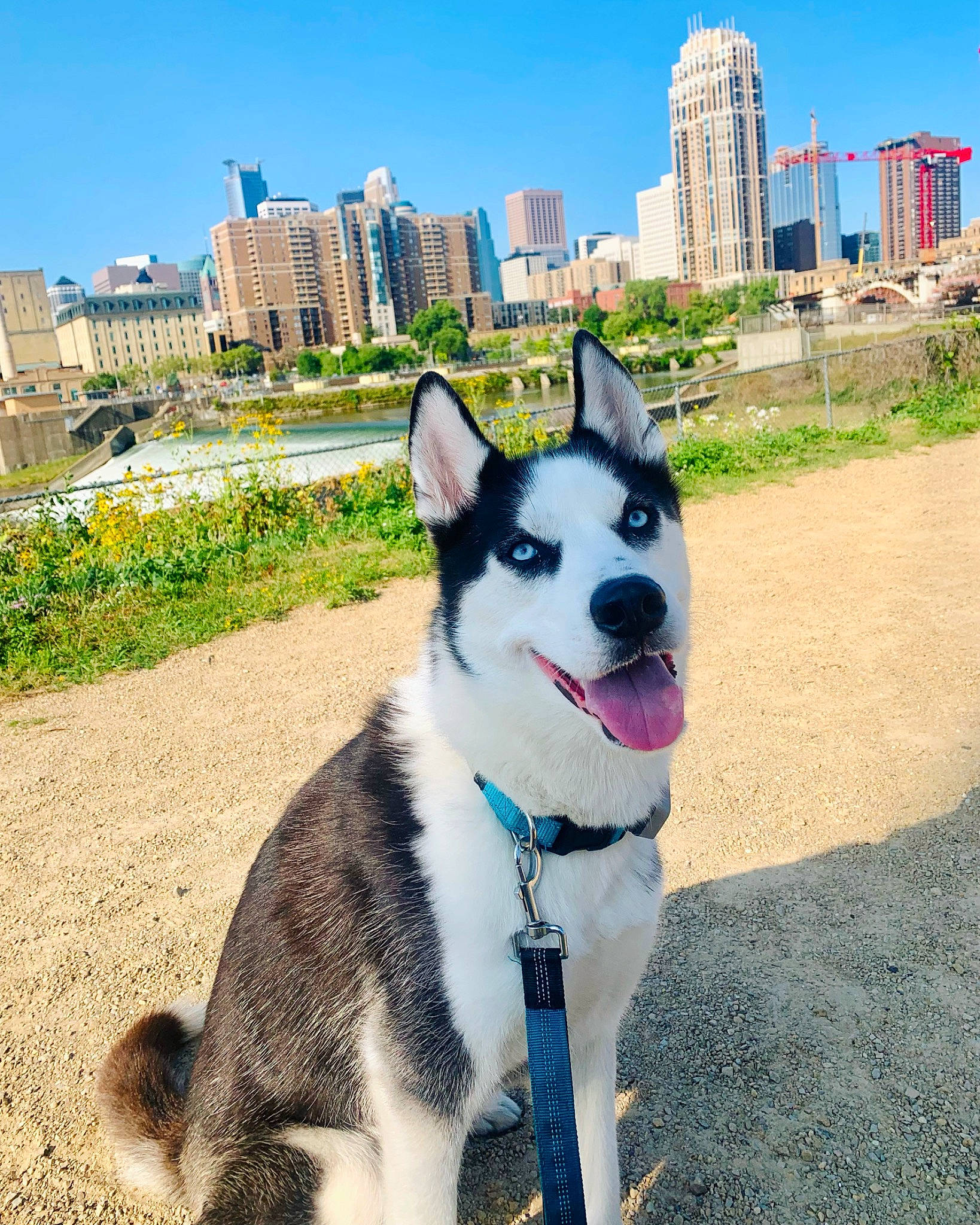 Kirby joined the competition — help win amazing prizes! building, carnivore, city, collar, companion_dog, dog, dog_breed, dog_collar, grass, herding_dog, plant, sky, skyscraper, sled_dog, snout, sporting_group, tail, tower_block, tree, window