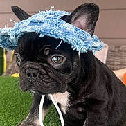 Mateo joined the competition — help win amazing prizes! puppy, dog, black_dog, hat, denim_hat, artificial_grass, pet, cute, small_dog, animal, ears, whiskers, outdoor, closeup, fur, face, sitting, young_dog, domestic_animal, curious