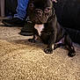 Mateo joined the competition — help win amazing prizes! dog, puppy, french_bulldog, black_dog, carpet, indoor, pet, white_patch, floor, couch, leather_couch, person, jeans, shoes, animal, small_dog, sitting, ears, front_paws, looking