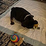 Mateo is registered to the contest to win money with this photo: dog, black_dog, toy, yellow_toy, tie_dye_toy, snail_toy, carpet, indoor, pet, collar, floor, playing, white_pad, furniture, cozy, animal, small_dog, puppy, patterned_carpet, cute