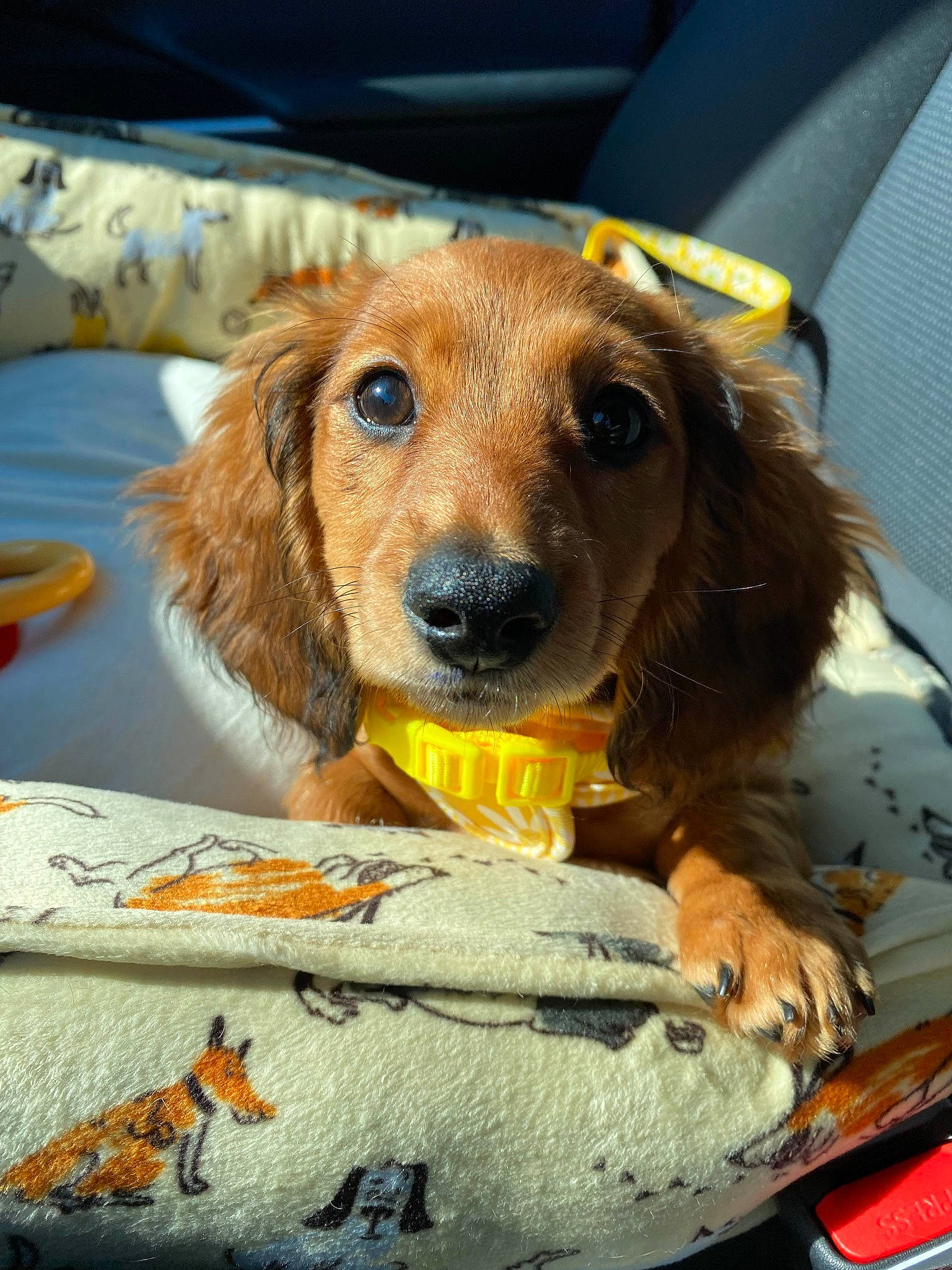 Rosie joined the competition — help win amazing prizes! canidae, car_seat, car_seat_cover, carnivore, companion_dog, dog, dog_breed, dog_supply, fawn, fur, liver, pet_food, pet_supply, snout, spaniel, sporting_group, vehicle, vehicle_door, whiskers, windshield