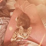 Rocket joined the competition — help win amazing prizes! cat, close_up, clothing, cozy, curious, cute, domestic_animal, fur, indoors, kitten, lap, legs, pattern, person, pet, relaxing, sitting, soft_lighting, vintage_filter, warm_tones