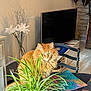 Simba participe au concours pour gagner de l'argent avec cette photo : black_chair, cat, chair, decor, domestic_cat, flowers, fluffy_cat, furniture, green_plant, home, indoor, living_room, orange_cat, orange_fur, pet, plant, potted_plant, table, television, vase