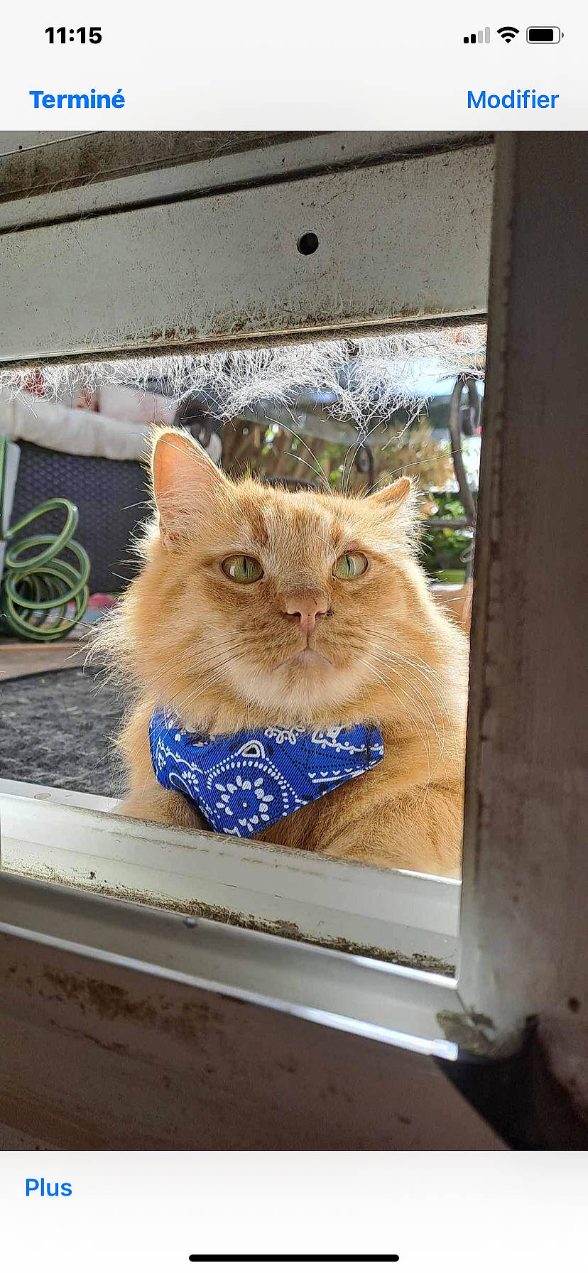 Simba participe au concours pour gagner de l'argent avec cette photo : box, carnivore, cat, chair, domestic_short_haired_cat, eye, fawn, felidae, flooring, fur, hardwood, plant, sitting, small_to_medium_sized_cats, snout, tail, tree, whiskers, window, wood