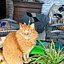 animal, black_and_white_cat, blanket, books, cat, chair, couch, cozy, domestic, fur, furniture, home_decor, indoor, living_room, orange_cat, pet, plant, potted_plant, relaxed, table