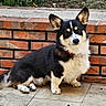 dog, sitting, black_and_white, cream_fur, portrait, outdoor, brick_wall, patio, red_collar, large_ears, fluffy, long_fur, pet, canine, alert, serious_expression, paws, tile_floor, garden, animal_photography