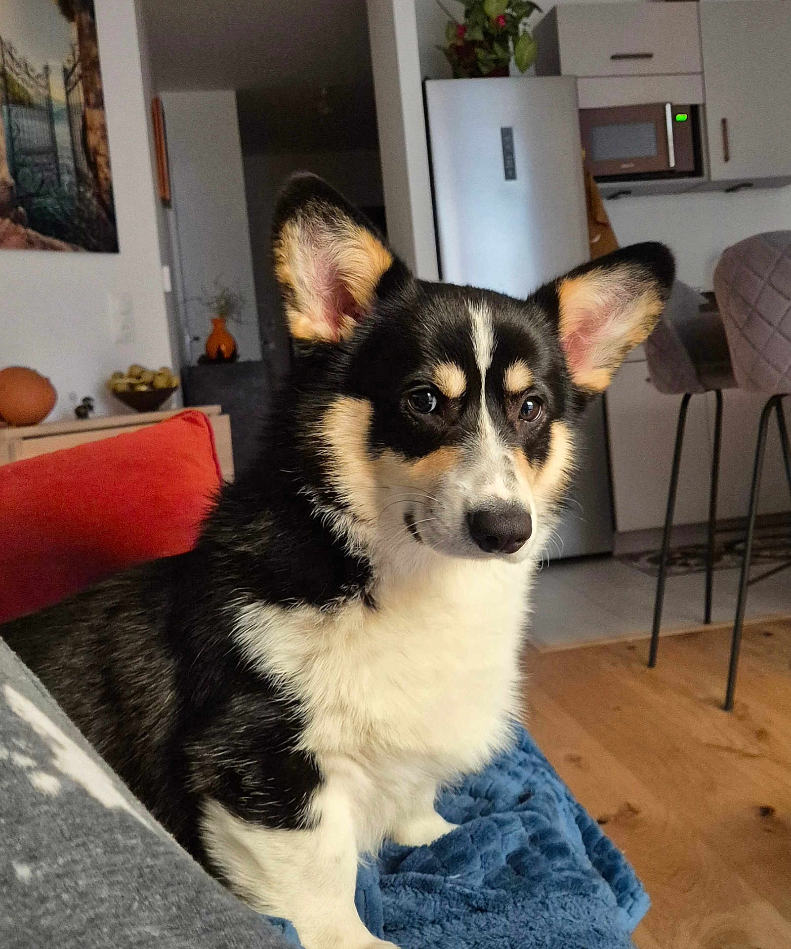 Archibal a rejoint le concours — aidez-le/la à gagner de superbes lots ! dog, corgi, puppy, indoor, blanket, living_room, kitchen, furniture, floor, refrigerator, chair, table, plant, orange_cushion, wood_floor, pet, animal, cute, ears, fur