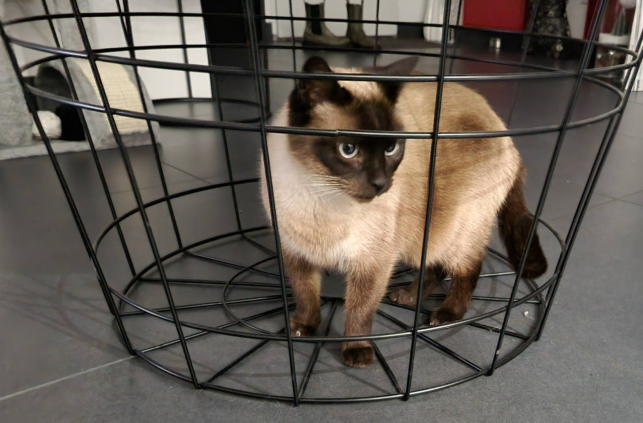 Paillette participe au concours pour gagner de l'argent avec cette photo : animal_shelter, canidae, carnivore, cat, dog_breed, domestic_short_haired_cat, fawn, felidae, flooring, fur, metal, pet_supply, service, siamese, small_to_medium_sized_cats, snout, tail, terrestrial_animal, thai, whiskers