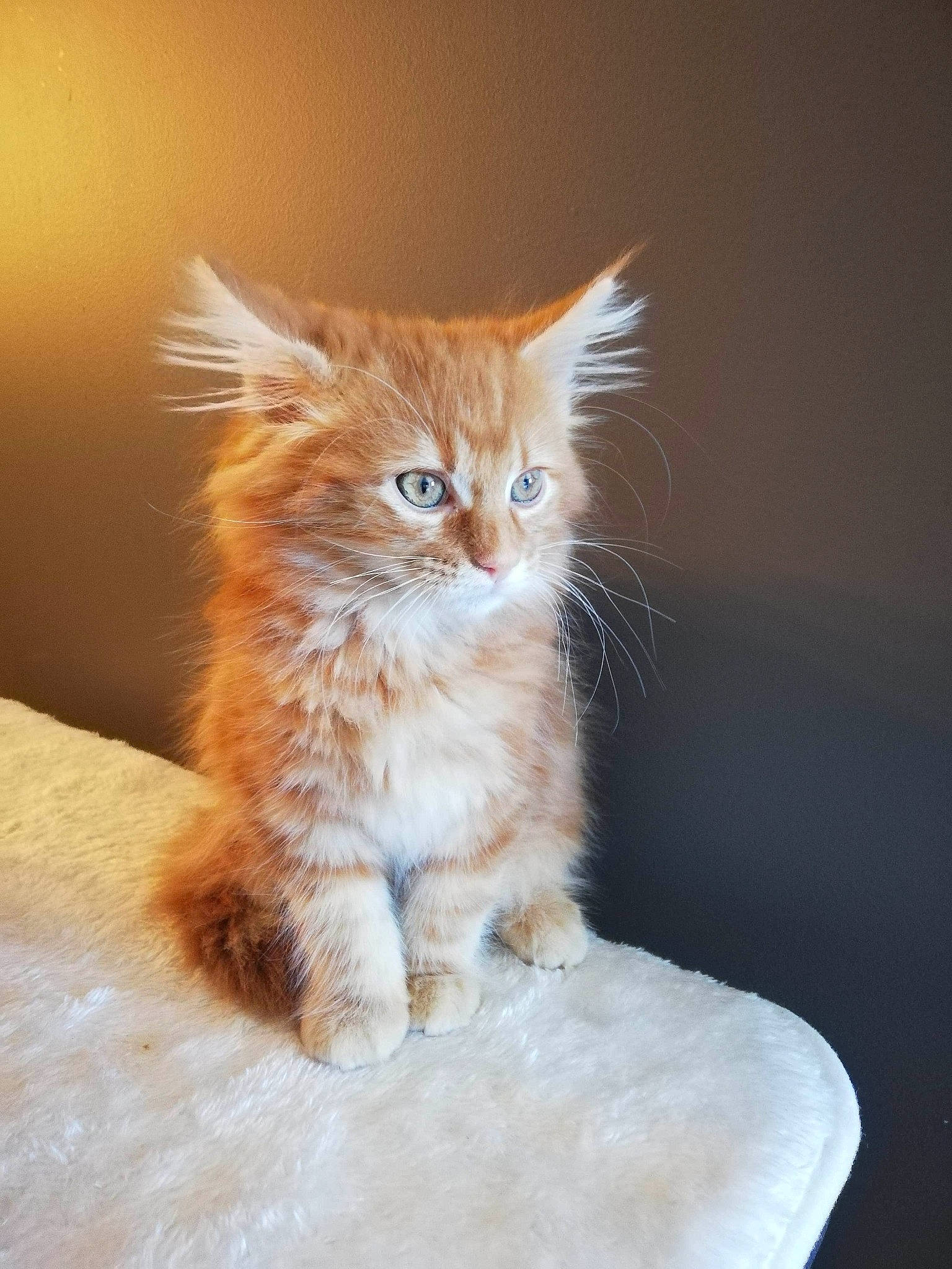 Lyloo participe au concours pour gagner de l'argent avec cette photo : asian_semi_longhair, british_semi_longhair, carnivore, cat, domestic_long_haired_cat, european_shorthair, fawn, felidae, fur, kitten, maine_coon, mammal, munchkin, norwegian_forest_cat, ragamuffin, siberian, small_to_medium_sized_cats, tabby_cat, vertebrate, whiskers