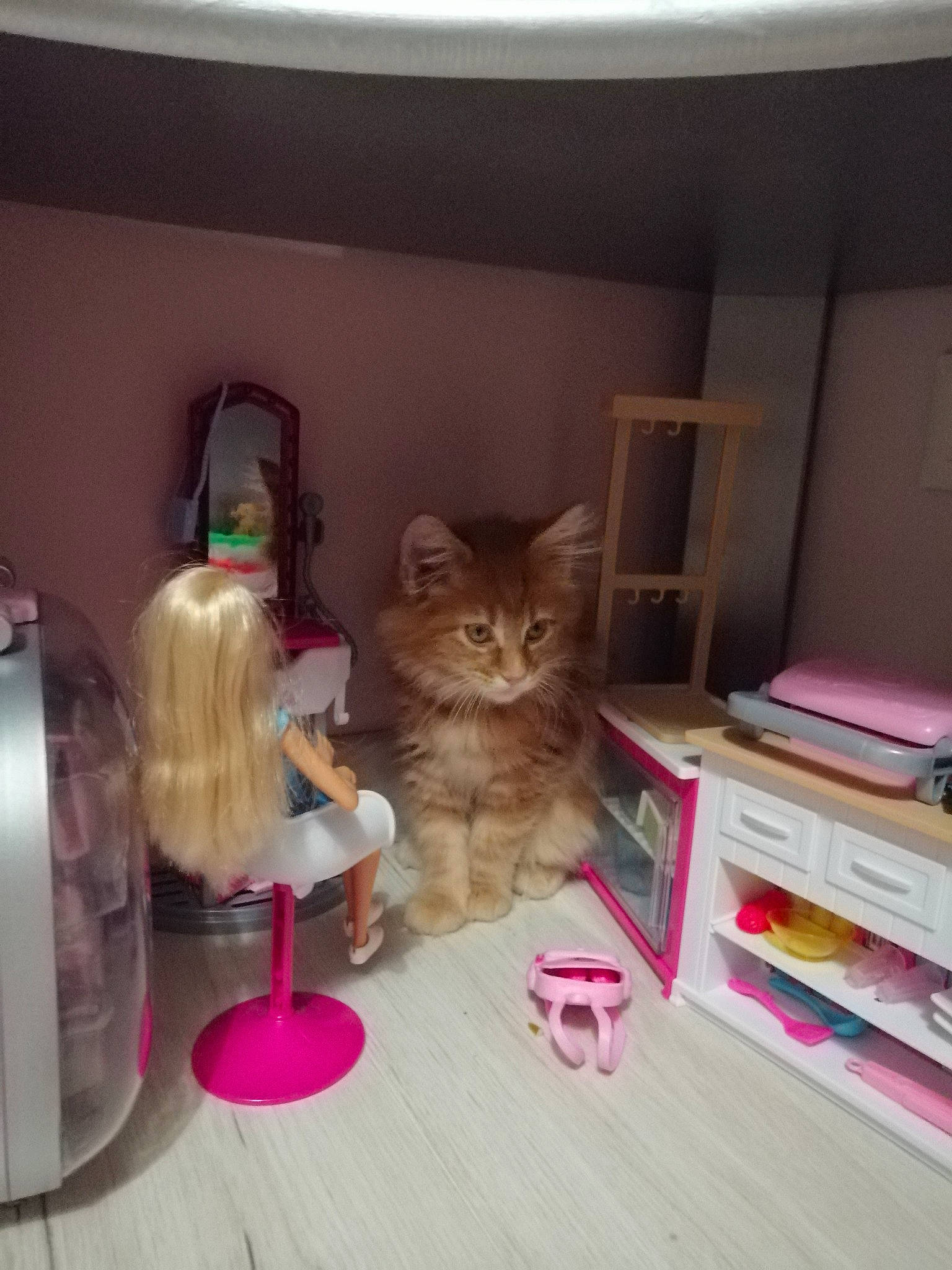 Lyloo a rejoint le concours — aidez-le/la à gagner de superbes lots ! asian, barbie, carnivore, cat, cupboard, doll, domestic_short_haired_cat, european_shorthair, fawn, felidae, furniture, house, kitten, pink, play, room, small_to_medium_sized_cats, tabby_cat, toy, whiskers