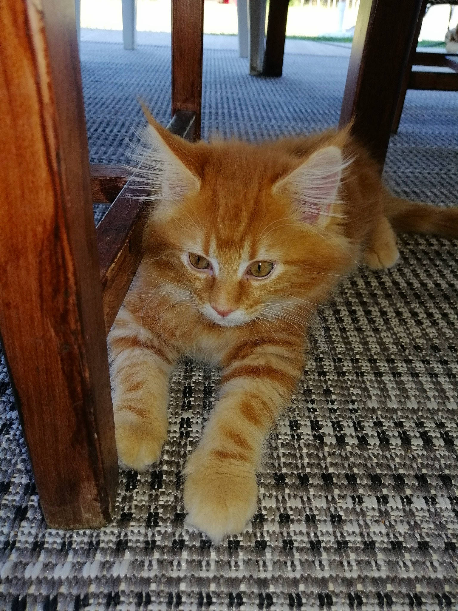 Lyloo participe au concours pour gagner de l'argent avec cette photo : asian, carnivore, cat, claw, domestic_short_haired_cat, european_shorthair, eye, fawn, felidae, fur, kitten, maine_coon, mammal, polydactyl_cat, small_to_medium_sized_cats, tabby_cat, tail, whiskers, wood