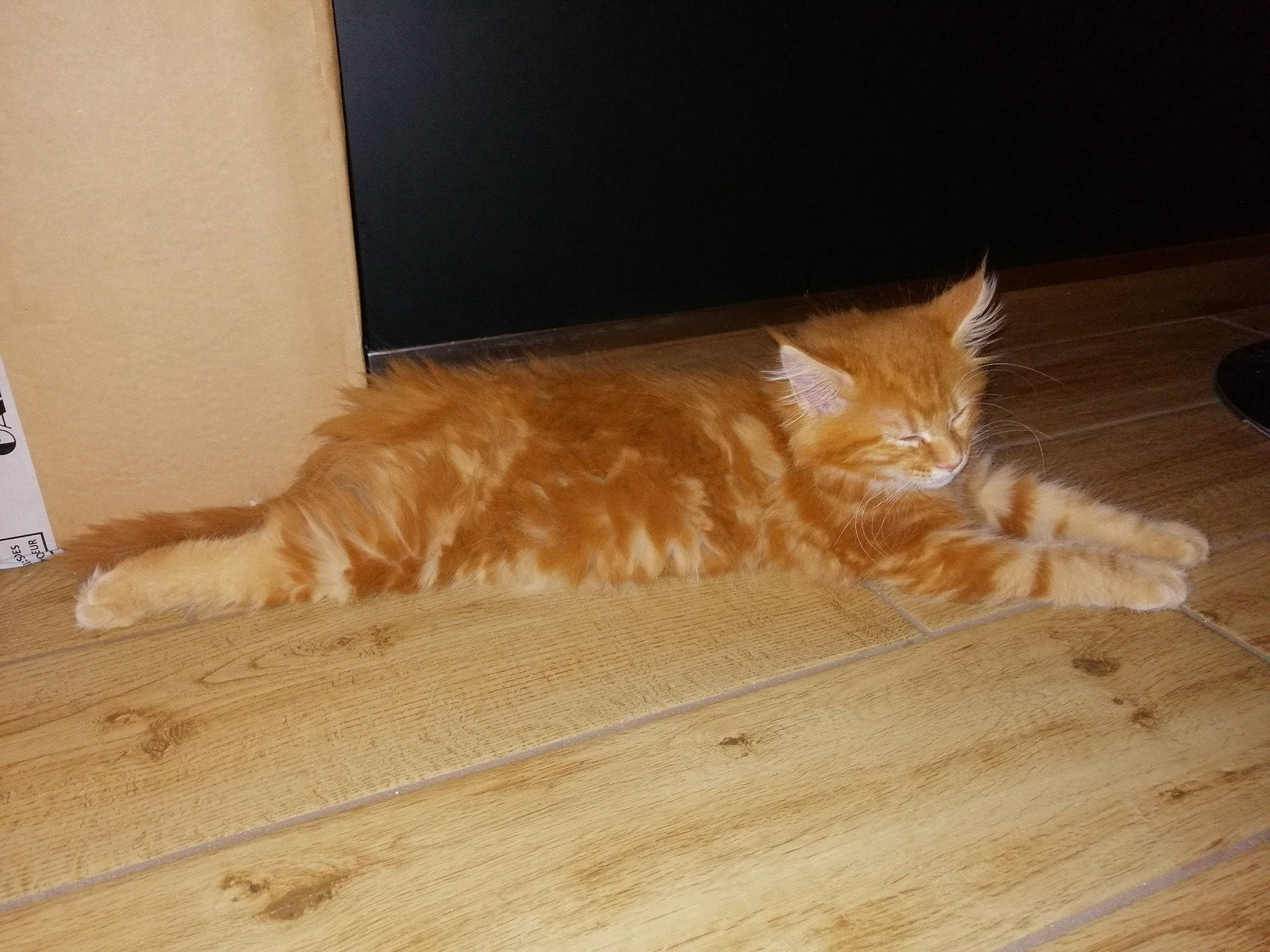 Lyloo participe au concours pour gagner de l'argent avec cette photo : carnivore, cat, domestic_long_haired_cat, european_shorthair, fawn, felidae, floor, flooring, fur, hardwood, laminate_flooring, maine_coon, mammal, norwegian_forest_cat, persian, small_to_medium_sized_cats, tail, whiskers, wood, wood_flooring