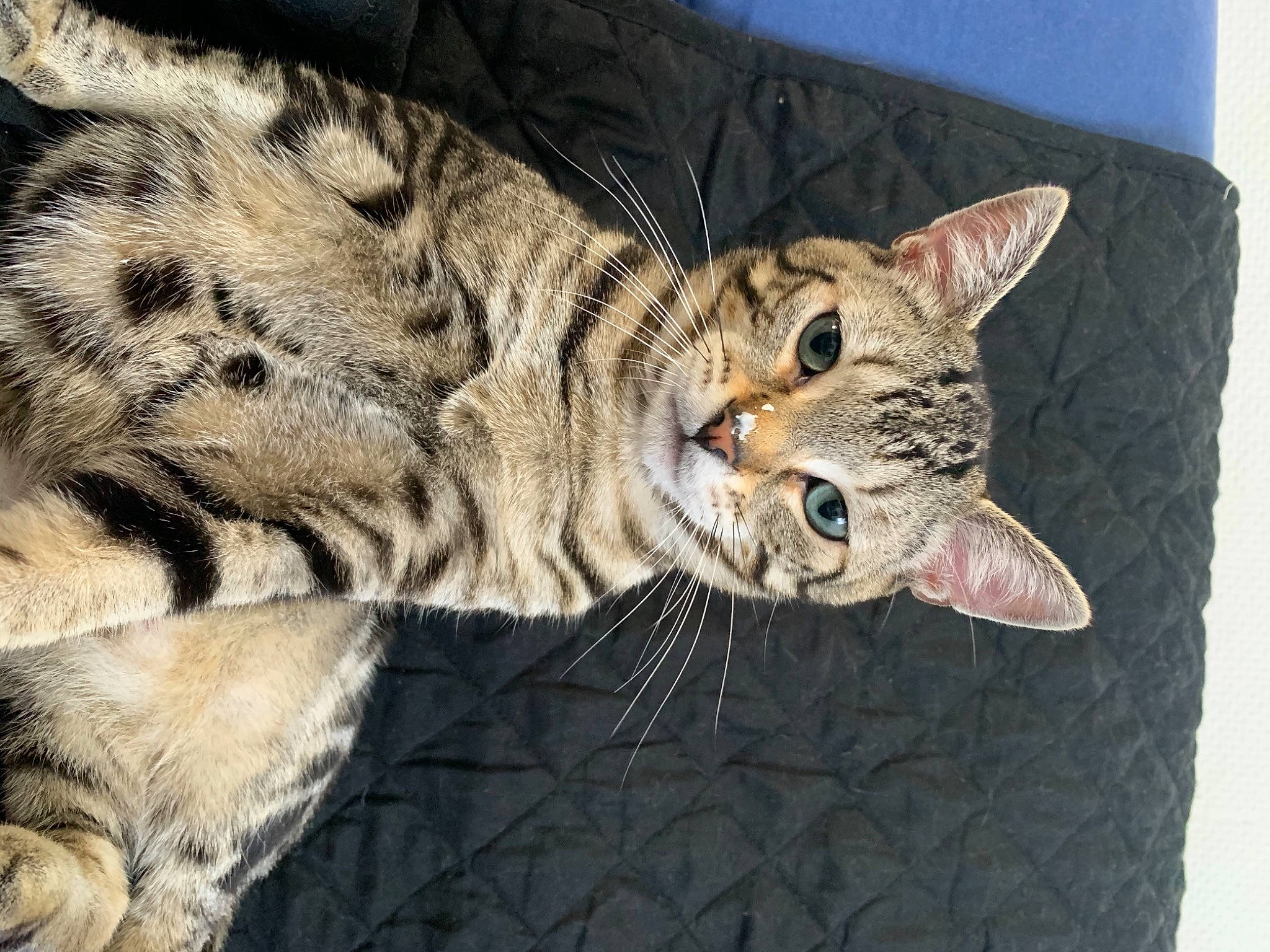 Yoda a rejoint le concours — aidez-le/la à gagner de superbes lots ! american_shorthair, asian, bengal, california_spangled, carnivore, cat, domestic_short_haired_cat, dragon_li, egyptian_mau, european_shorthair, felidae, mammal, ocicat, pixie_bob, small_to_medium_sized_cats, snout, tabby_cat, toyger, vertebrate, whiskers