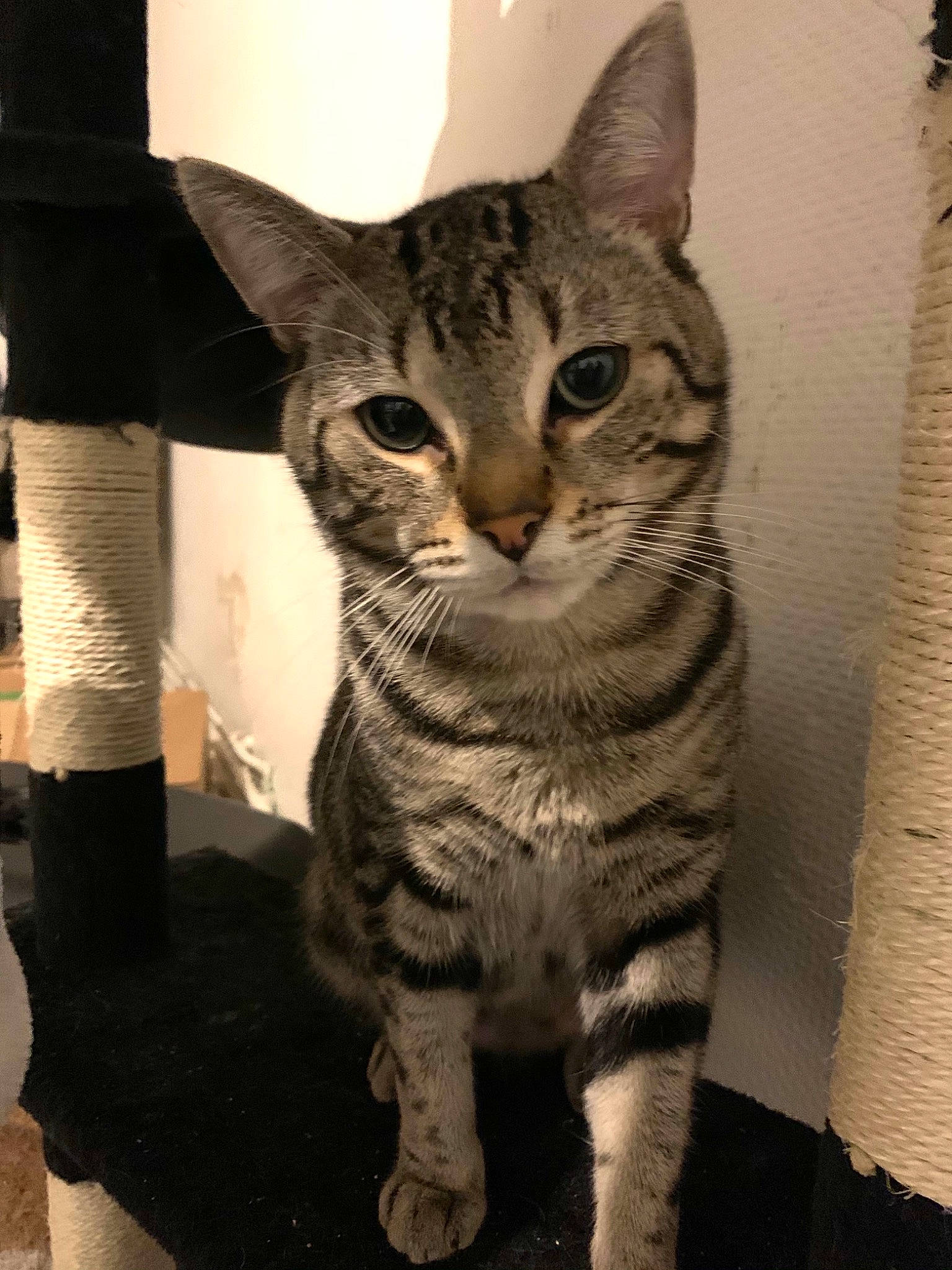 Yoda a rejoint le concours — aidez-le/la à gagner de superbes lots ! american_shorthair, american_wirehair, arabian_mau, asian, australian_mist, california_spangled, carnivore, cat, domestic_short_haired_cat, dragon_li, egyptian_mau, european_shorthair, felidae, kitten, mammal, small_to_medium_sized_cats, snout, tabby_cat, vertebrate, whiskers