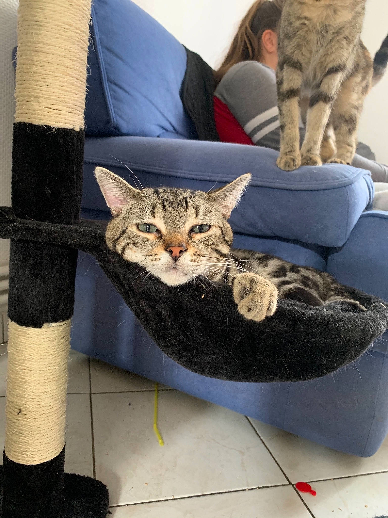 Yoda participe au concours pour gagner de l'argent avec cette photo : american_shorthair, asian, carnivore, cat, domestic_short_haired_cat, dragon_li, european_shorthair, felidae, fur, small_to_medium_sized_cats, tabby_cat, whiskers