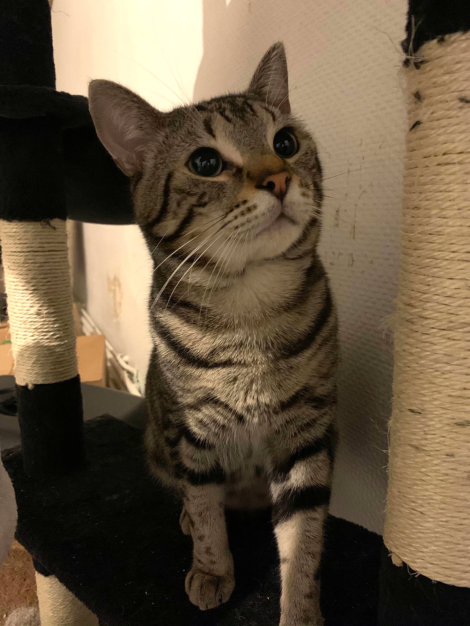 Yoda a rejoint le concours — aidez-le/la à gagner de superbes lots ! american_shorthair, american_wirehair, asian, australian_mist, british_shorthair, california_spangled, carnivore, cat, domestic_short_haired_cat, dragon_li, egyptian_mau, european_shorthair, fawn, felidae, kitten, mammal, small_to_medium_sized_cats, tabby_cat, vertebrate, whiskers