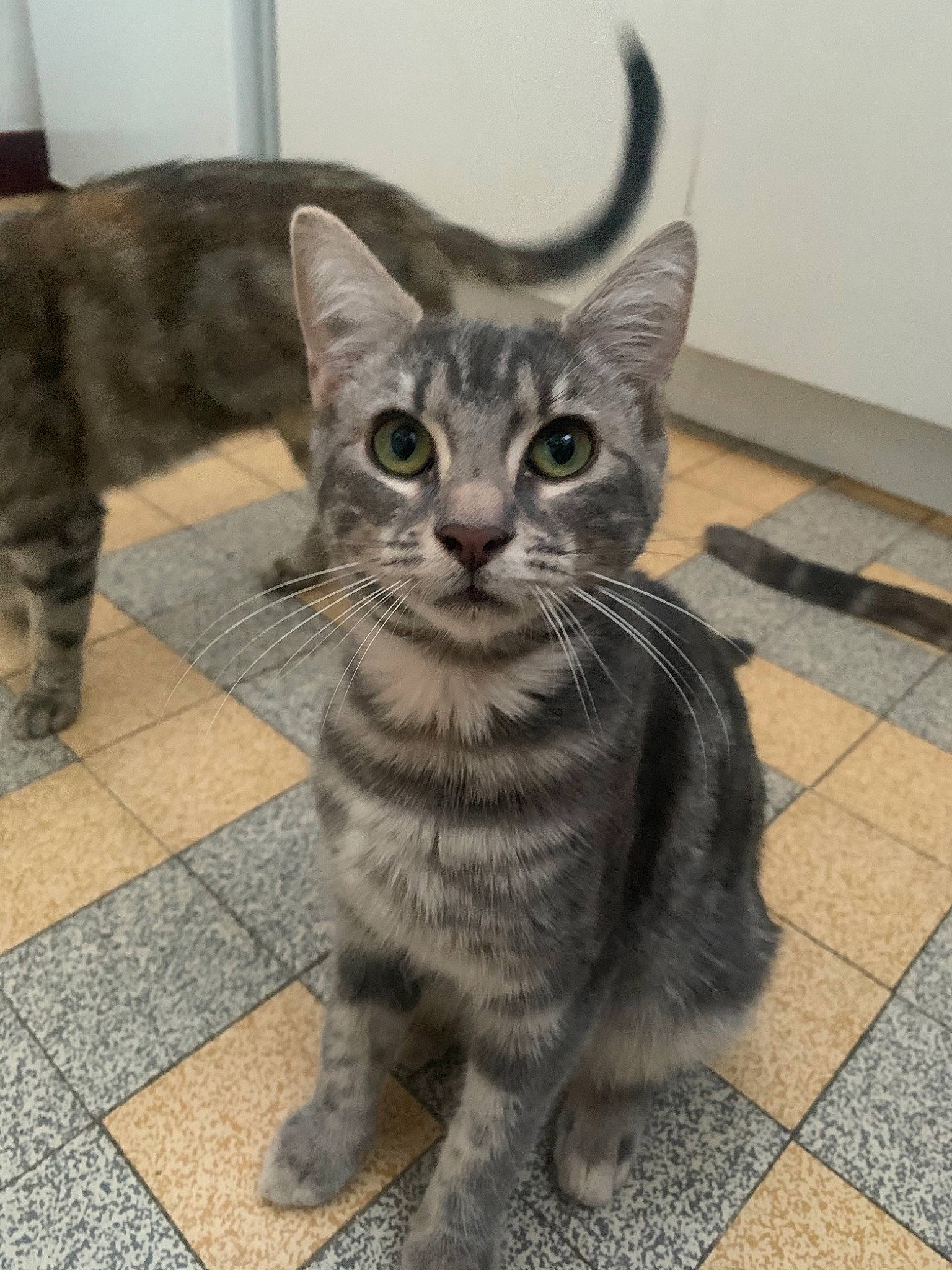 Natoo participe au concours pour gagner de l'argent avec cette photo : american_shorthair, asian, australian_mist, carnivore, cat, domestic_short_haired_cat, dragon_li, egyptian_mau, european_shorthair, felidae, kitten, mammal, small_to_medium_sized_cats, snout, tabby_cat, tail, vertebrate, whiskers