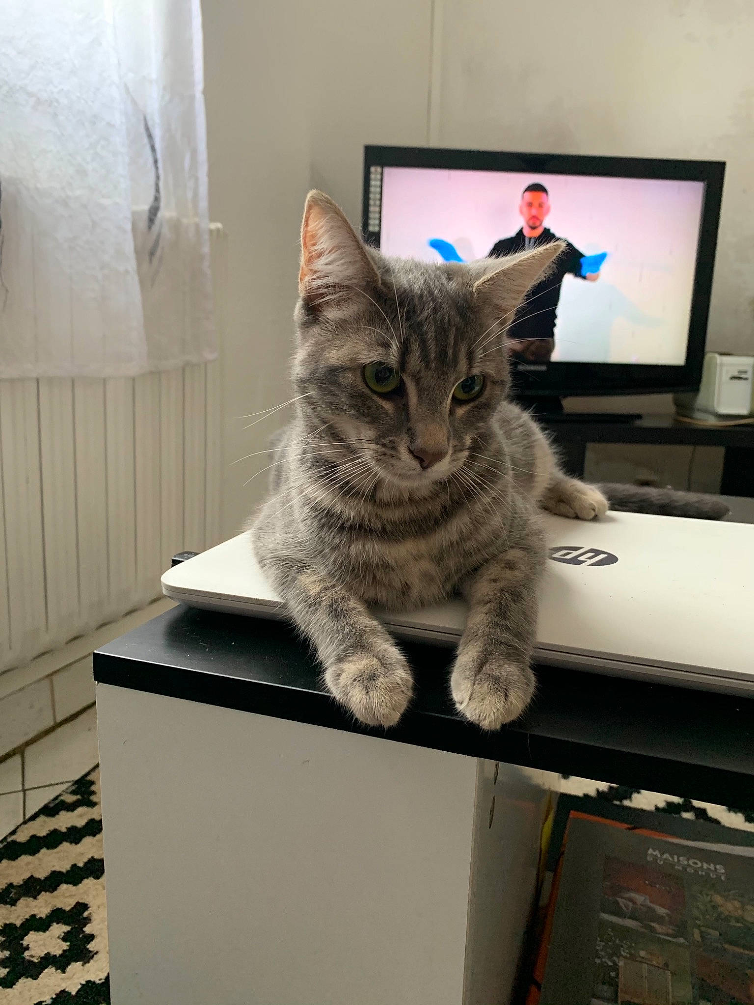 Natoo participe au concours pour gagner de l'argent avec cette photo : american_shorthair, asian, box, carnivore, cat, domestic_short_haired_cat, dragon_li, egyptian_mau, european_shorthair, felidae, fur, kitten, mammal, ocicat, ojos_azules, polydactyl_cat, small_to_medium_sized_cats, tabby_cat, whiskers