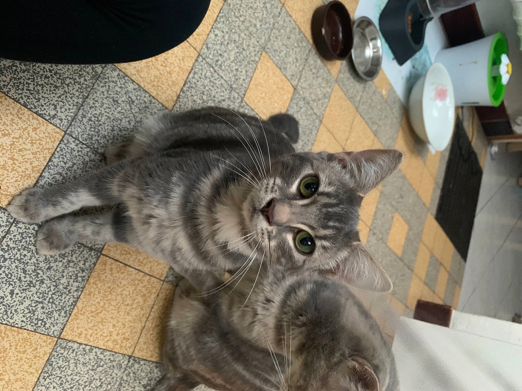 Natoo a rejoint le concours — aidez-le/la à gagner de superbes lots ! american_shorthair, asian, british_shorthair, carnivore, cat, chartreux, claw, domestic_short_haired_cat, dragon_li, european_shorthair, felidae, fur, kitten, korat, russian_blue, skin, small_to_medium_sized_cats, snout, tabby_cat, whiskers