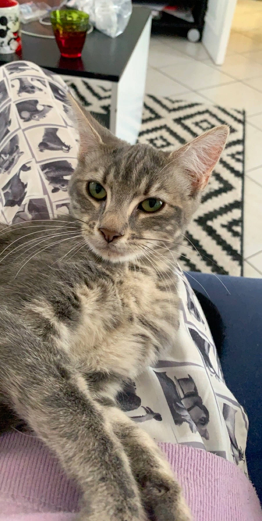 Natoo participe au concours pour gagner de l'argent avec cette photo : american_shorthair, asian, australian_mist, carnivore, cat, domestic_short_haired_cat, dragon_li, egyptian_mau, european_shorthair, felidae, kitten, mammal, ocicat, oriental_longhair, small_to_medium_sized_cats, tabby_cat, vertebrate, whiskers