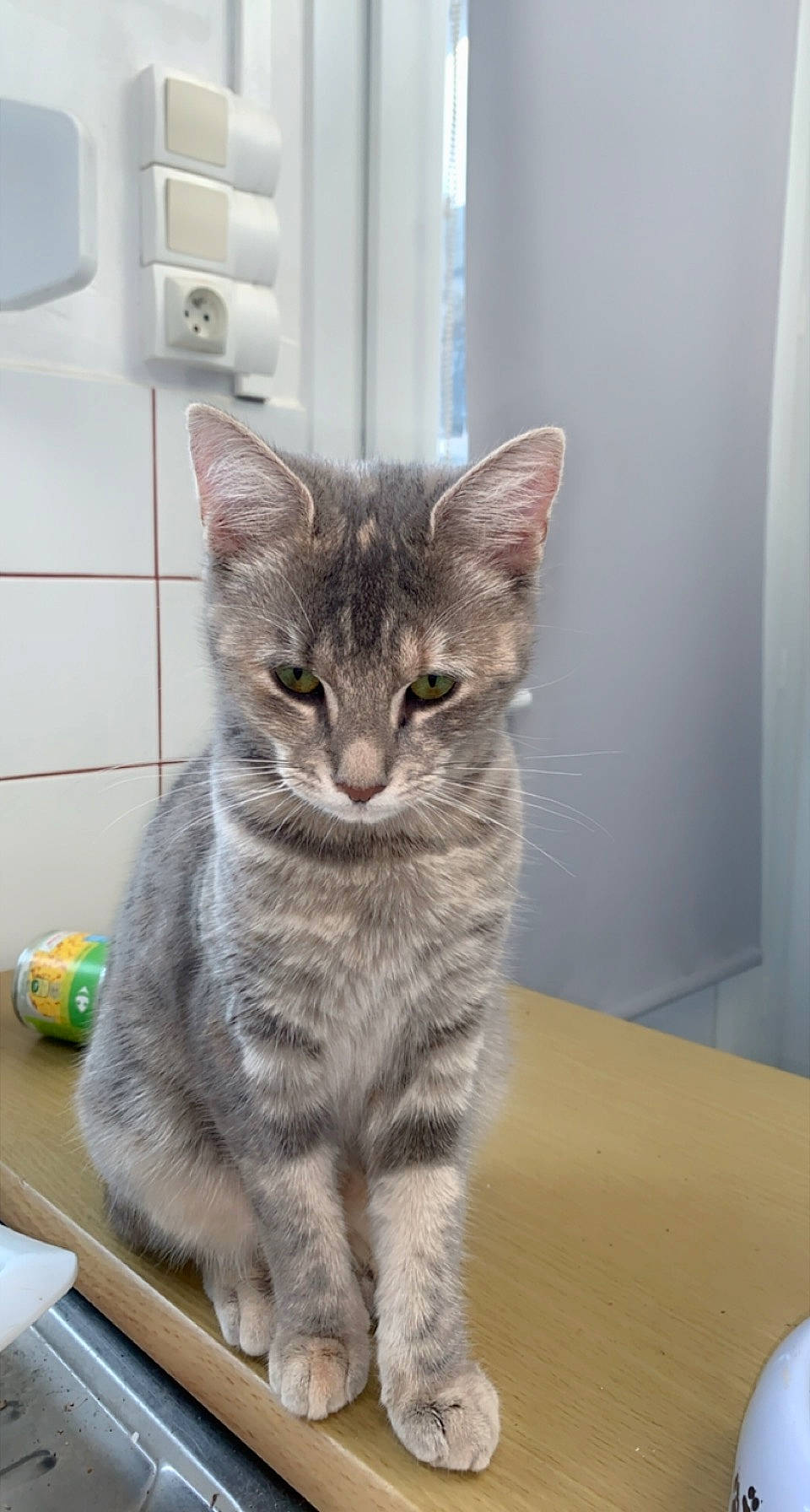 Lizzie a rejoint le concours — aidez-le/la à gagner de superbes lots ! american_shorthair, asian, australian_mist, british_semi_longhair, carnivore, cat, domestic_short_haired_cat, dragon_li, european_shorthair, fawn, felidae, kitten, korat, mammal, nebelung, small_to_medium_sized_cats, tabby_cat, vertebrate, whiskers