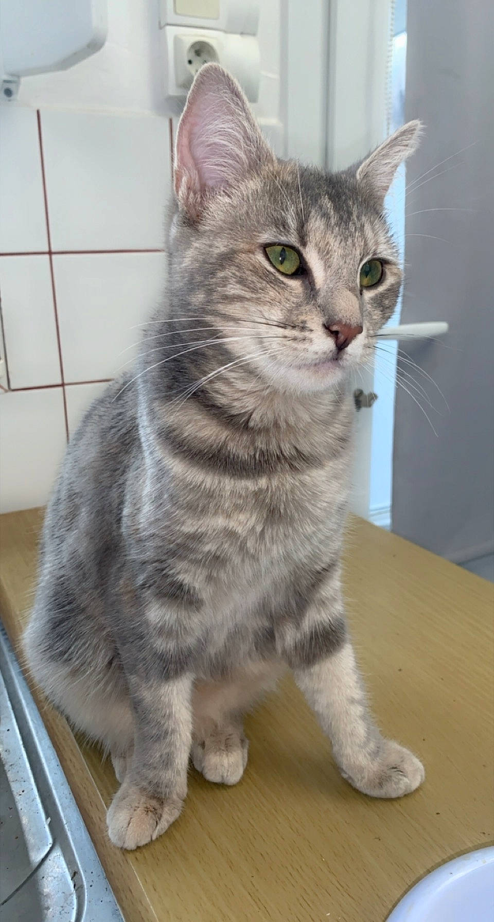 Lizzie participe au concours pour gagner de l'argent avec cette photo : aegean_cat, american_bobtail, american_shorthair, american_wirehair, asian, asian_semi_longhair, australian_mist, british_semi_longhair, carnivore, cat, domestic_short_haired_cat, dragon_li, european_shorthair, felidae, kitten, mammal, small_to_medium_sized_cats, tabby_cat, vertebrate, whiskers