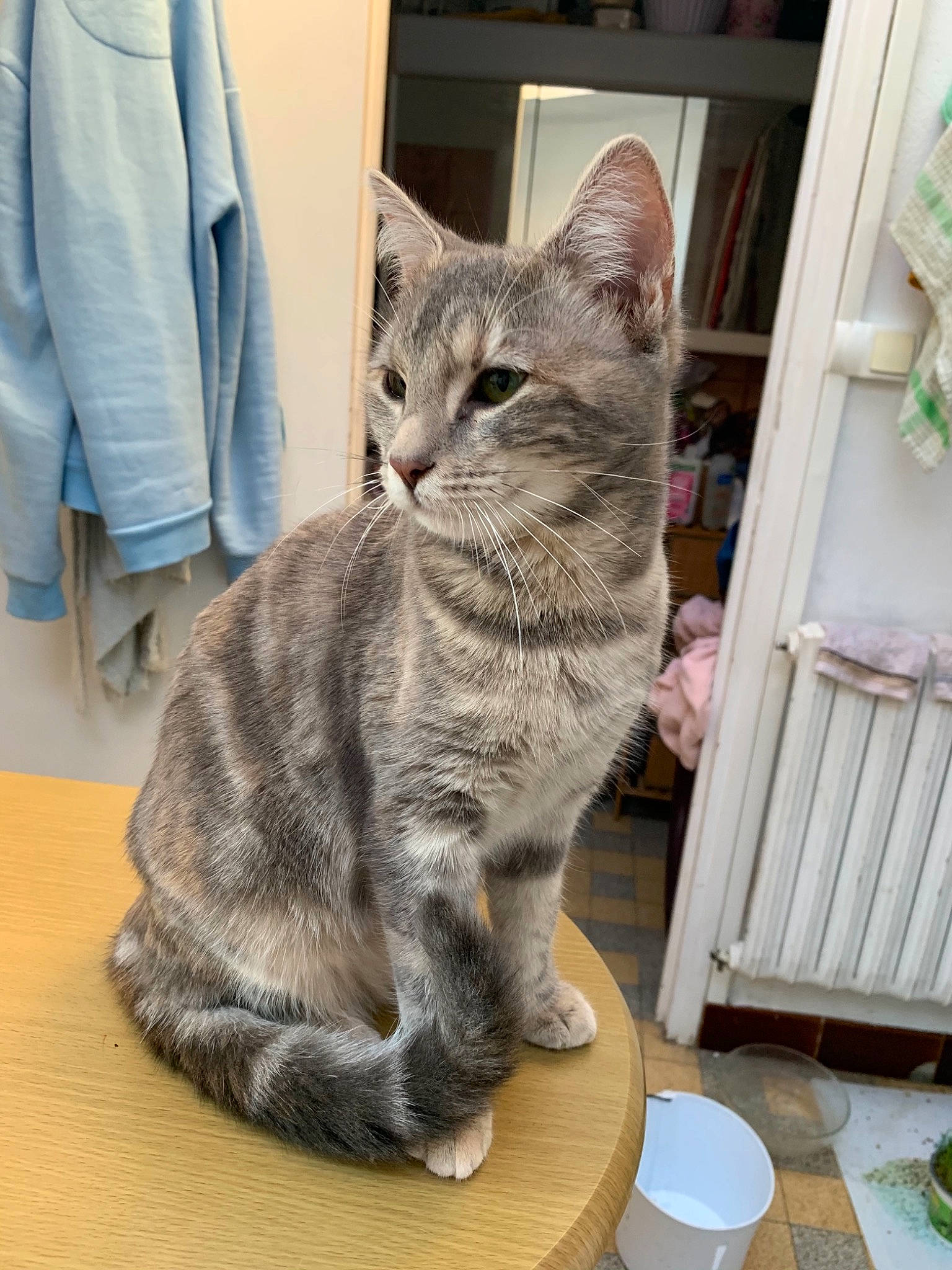 Lizzie a rejoint le concours — aidez-le/la à gagner de superbes lots ! american_shorthair, american_wirehair, asian, australian_mist, california_spangled, carnivore, cat, domestic_short_haired_cat, dragon_li, egyptian_mau, european_shorthair, felidae, kitten, mammal, pixie_bob, small_to_medium_sized_cats, tabby_cat, whiskers