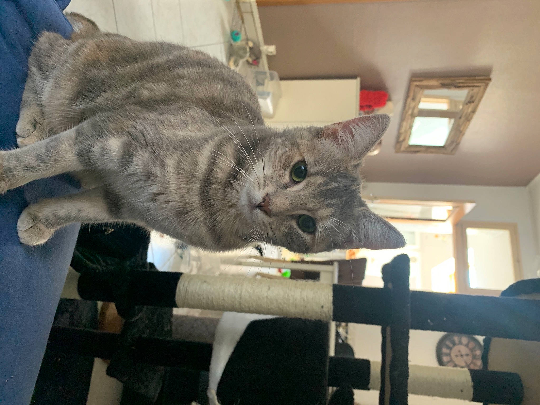 Lizzie a rejoint le concours — aidez-le/la à gagner de superbes lots ! american_shorthair, asian, carnivore, cat, chartreux, domestic_short_haired_cat, dragon_li, european_shorthair, felidae, fur, kitten, korat, nebelung, russian_blue, small_to_medium_sized_cats, tabby_cat, whiskers