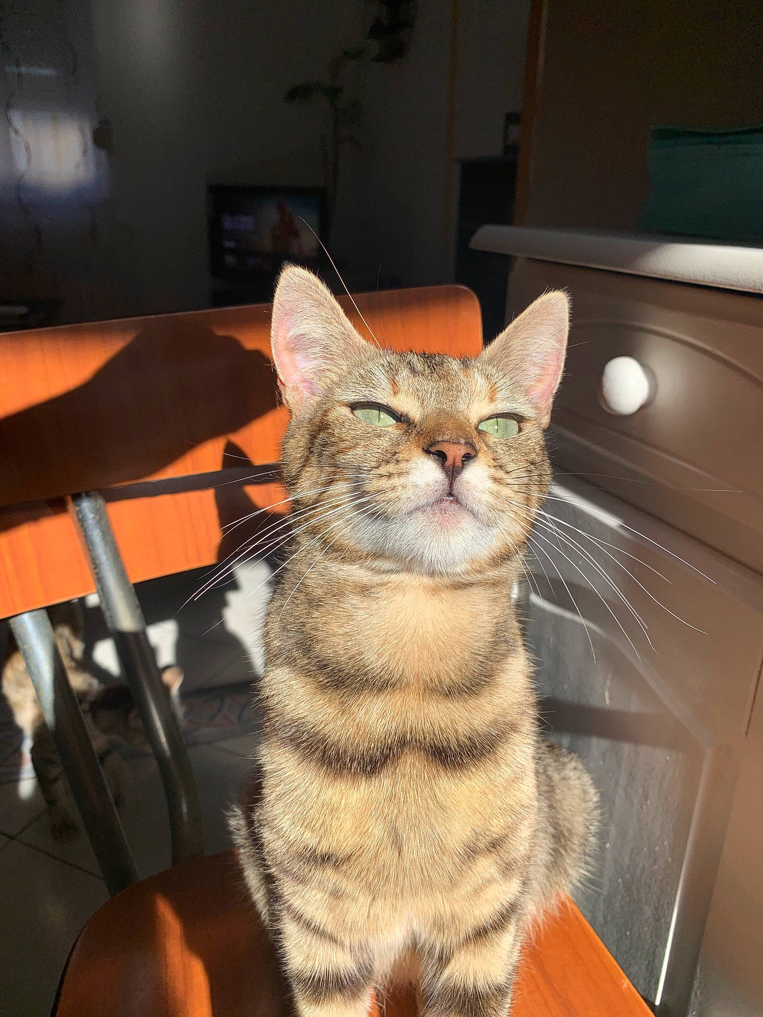 Princesse participe au concours pour gagner de l'argent avec cette photo : american_shorthair, american_wirehair, asian, california_spangled, carnivore, cat, chausie, domestic_short_haired_cat, dragon_li, egyptian_mau, european_shorthair, felidae, fur, kitten, mammal, ocicat, small_to_medium_sized_cats, sokoke, tabby_cat, whiskers