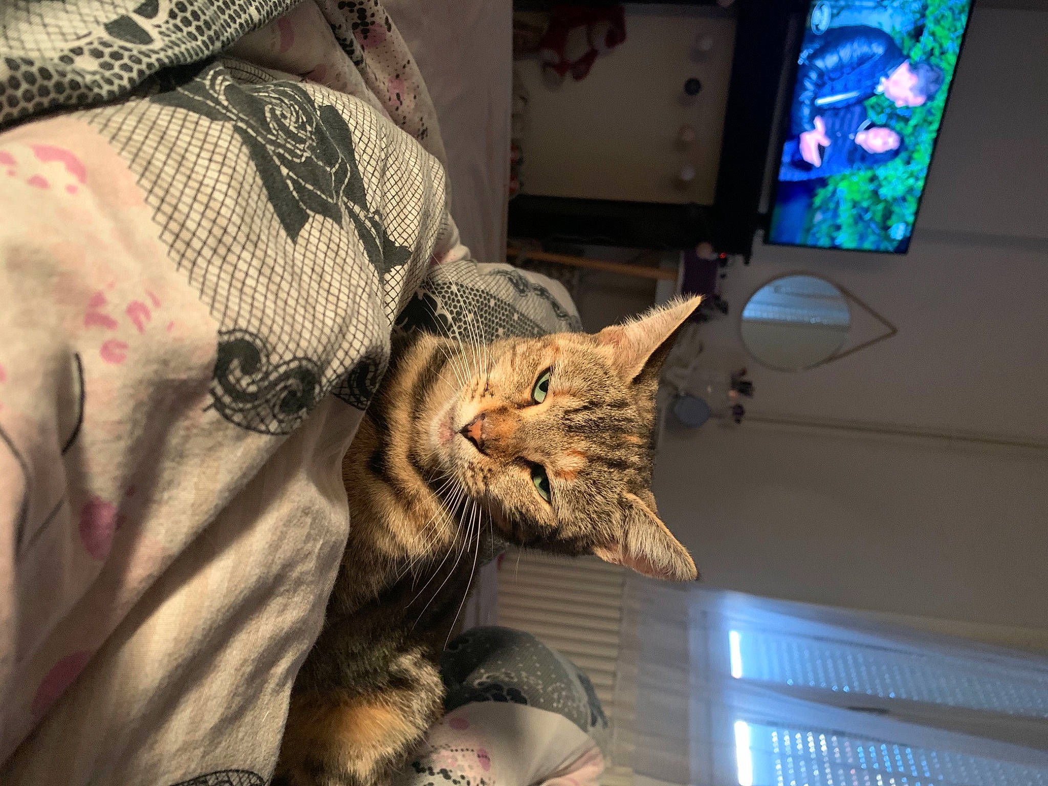 Princesse participe au concours pour gagner de l'argent avec cette photo : american_shorthair, asian, carnivore, cat, chausie, devon_rex, domestic_short_haired_cat, dragon_li, egyptian_mau, european_shorthair, felidae, fur, kitten, ocicat, pixie_bob, room, small_to_medium_sized_cats, tabby_cat, toyger, whiskers