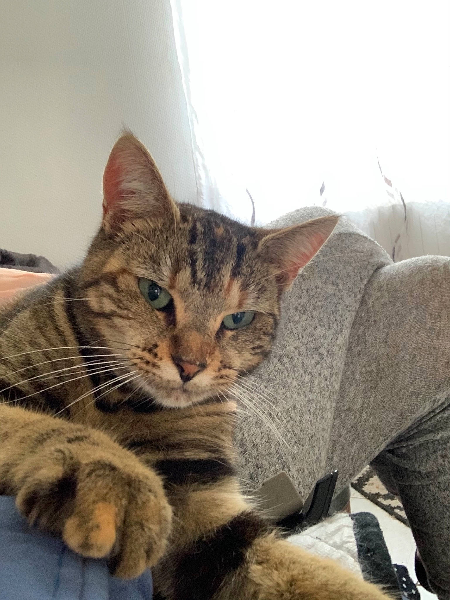 Princesse participe au concours pour gagner de l'argent avec cette photo : aegean_cat, american_shorthair, asian, bengal, california_spangled, carnivore, cat, domestic_short_haired_cat, dragon_li, egyptian_mau, european_shorthair, felidae, kitten, mammal, ocicat, pixie_bob, small_to_medium_sized_cats, tabby_cat, vertebrate, whiskers