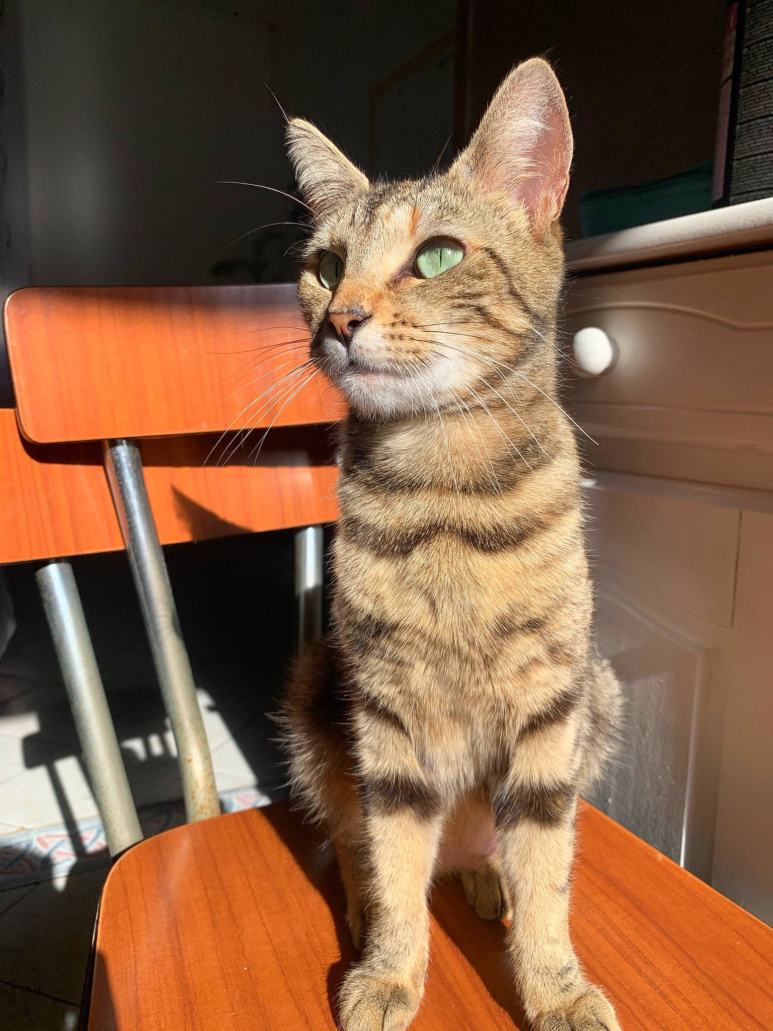 Princesse participe au concours pour gagner de l'argent avec cette photo : american_shorthair, arabian_mau, asian, australian_mist, california_spangled, carnivore, cat, chausie, domestic_short_haired_cat, dragon_li, egyptian_mau, european_shorthair, felidae, kitten, mammal, small_to_medium_sized_cats, sokoke, tabby_cat, vertebrate, whiskers