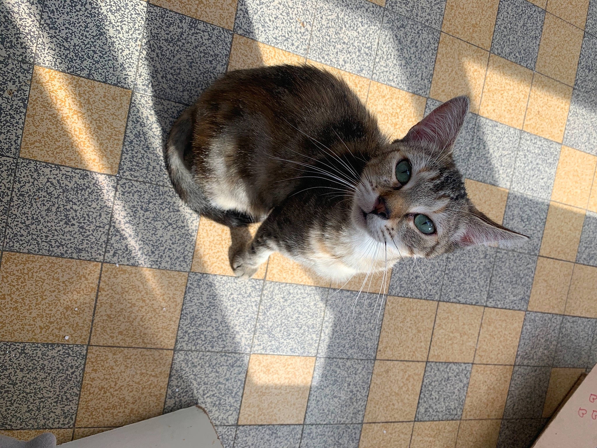 Titi participe au concours pour gagner de l'argent avec cette photo : carnivore, cat, domestic_short_haired_cat, european_shorthair, felidae, floor, flooring, kitten, small_to_medium_sized_cats, tabby_cat, tail, tile, whiskers