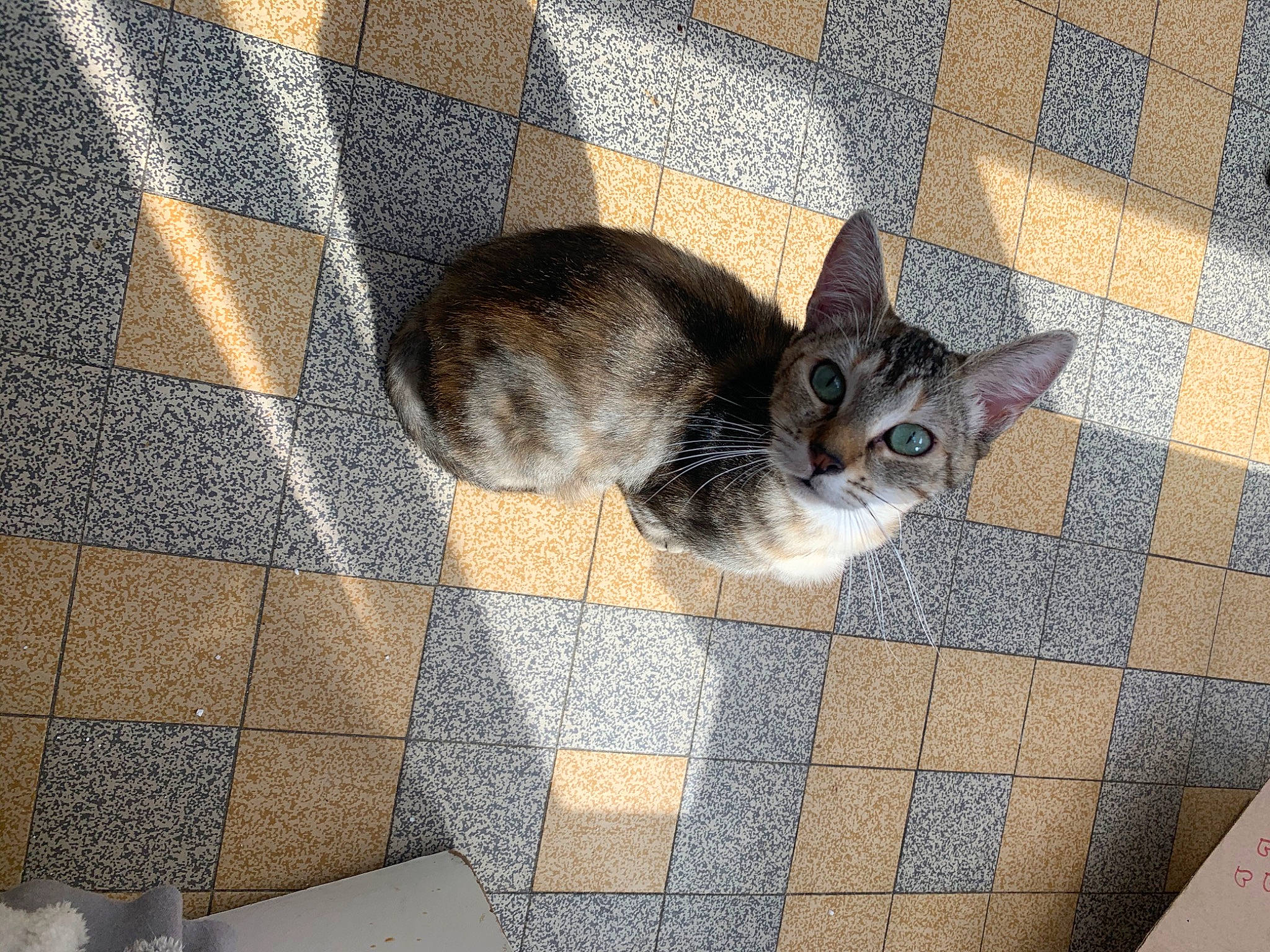 Titi a rejoint le concours — aidez-le/la à gagner de superbes lots ! aegean_cat, asian, carnivore, cat, domestic_short_haired_cat, european_shorthair, fawn, felidae, floor, flooring, kitten, mammal, small_to_medium_sized_cats, snout, tail, tile, whiskers