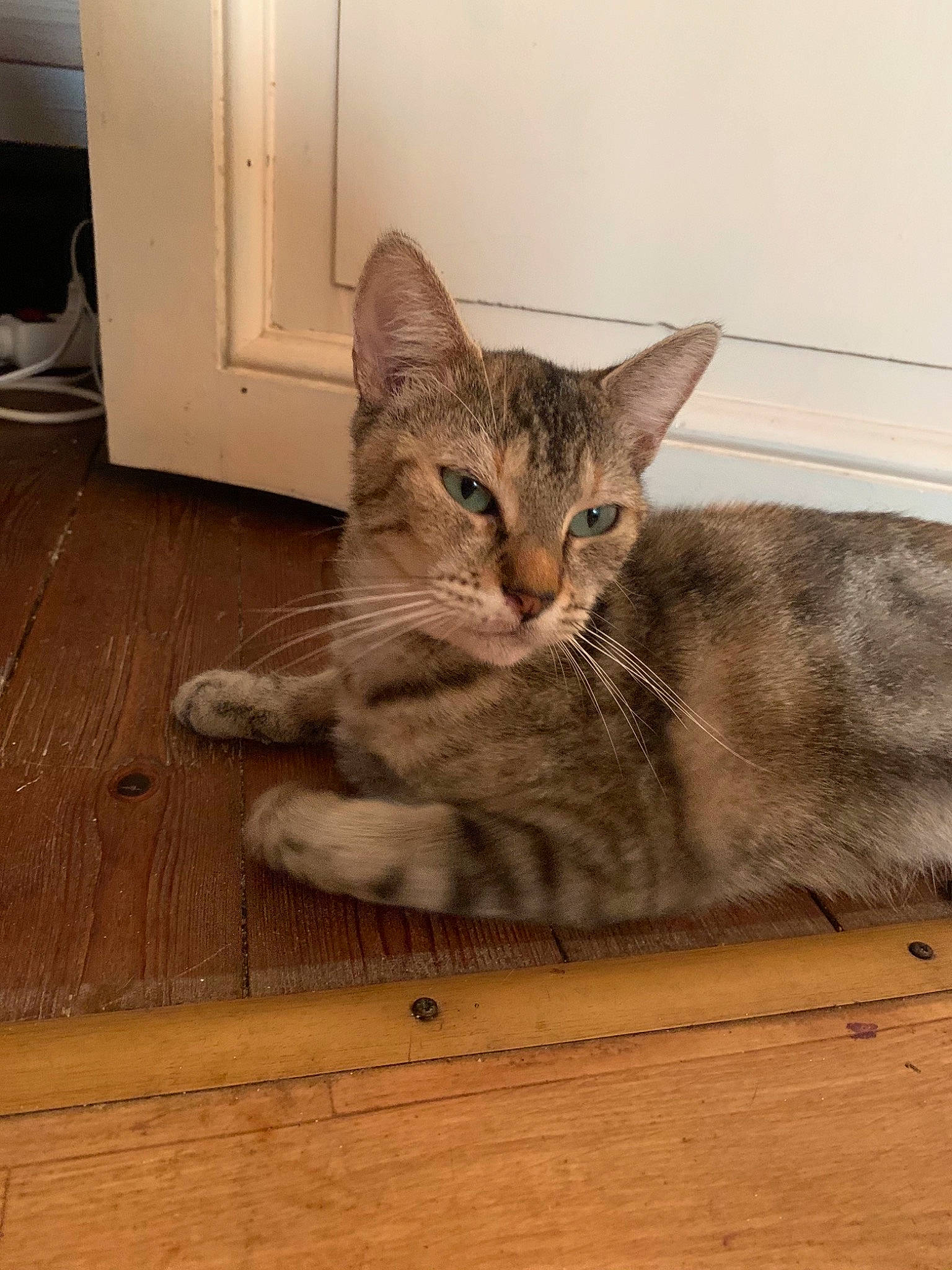 Titi a rejoint le concours — aidez-le/la à gagner de superbes lots ! aegean_cat, american_shorthair, asian, australian_mist, california_spangled, carnivore, cat, domestic_short_haired_cat, dragon_li, egyptian_mau, european_shorthair, fawn, felidae, kitten, mammal, ocicat, pixie_bob, small_to_medium_sized_cats, tabby_cat, whiskers