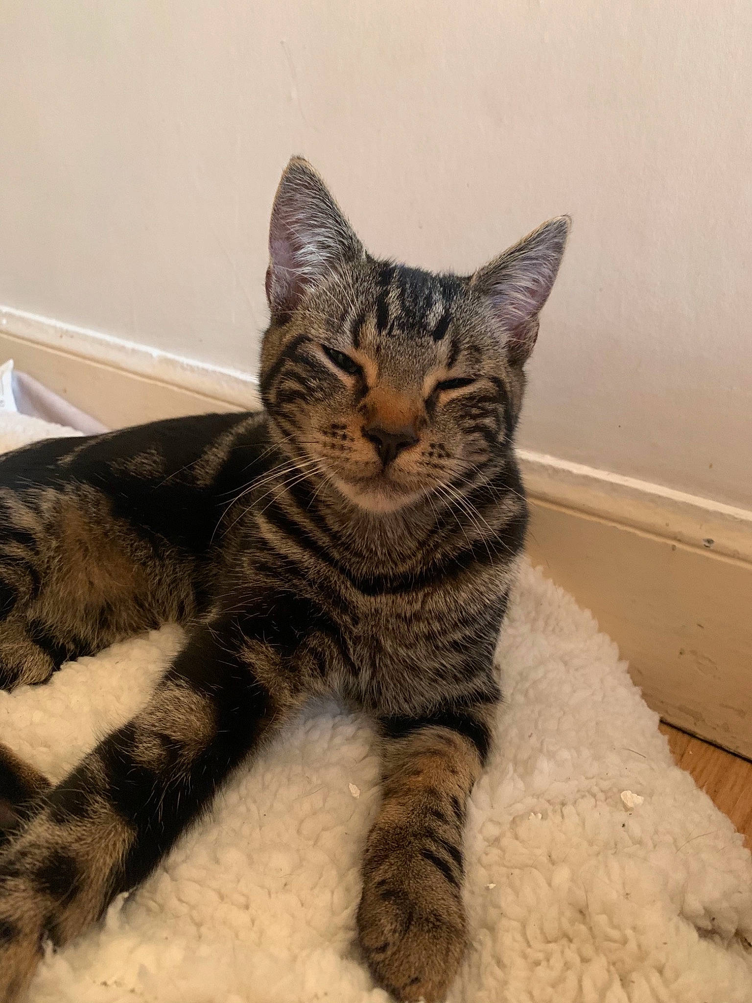 Mallow a rejoint le concours — aidez-le/la à gagner de superbes lots ! american_shorthair, asian, california_spangled, carnivore, cat, domestic_short_haired_cat, dragon_li, egyptian_mau, european_shorthair, eye, felidae, fur, kitten, mammal, pixie_bob, small_to_medium_sized_cats, snout, tabby_cat, vertebrate, whiskers