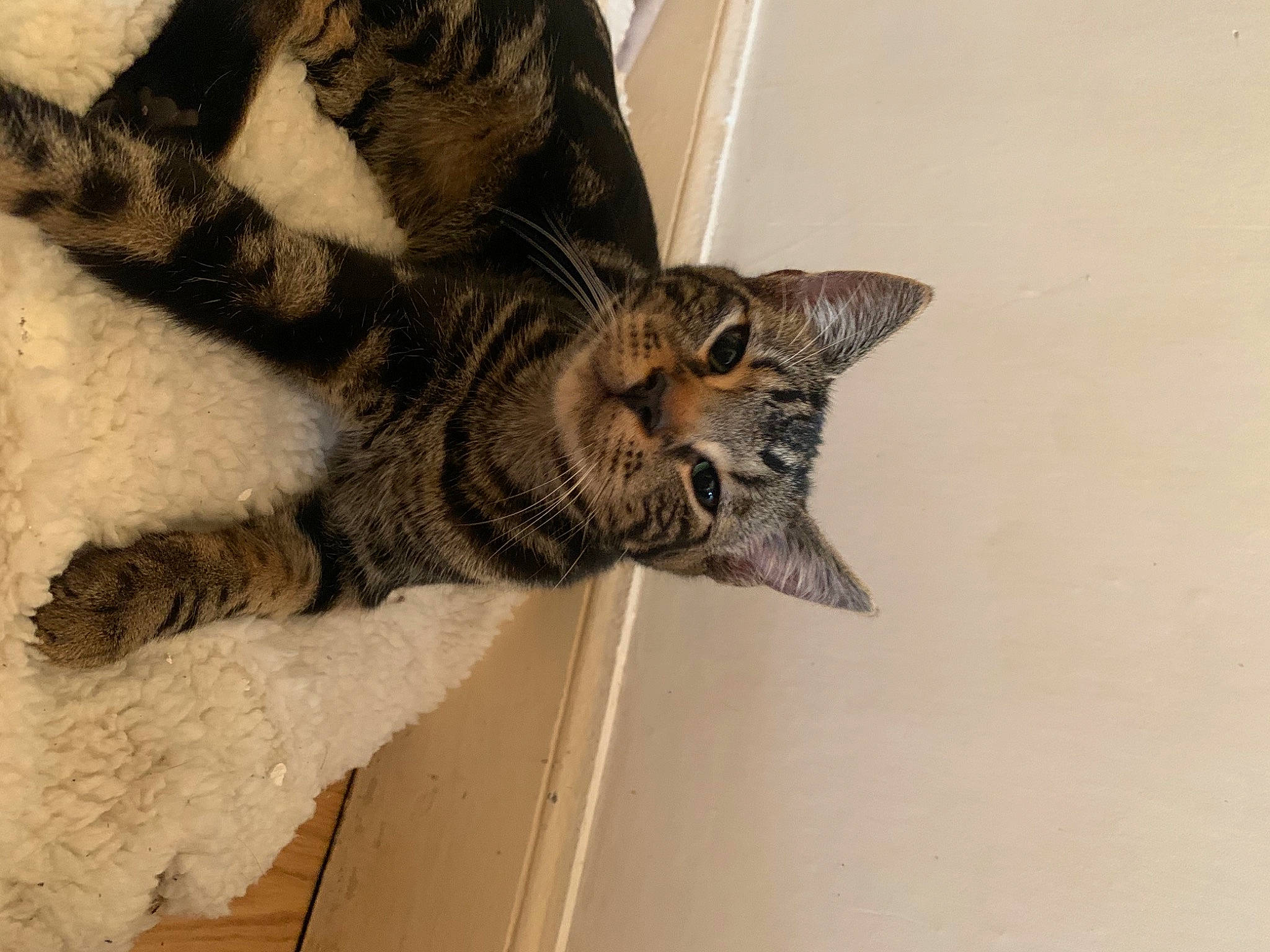 Mallow participe au concours pour gagner de l'argent avec cette photo : american_shorthair, asian, california_spangled, carnivore, cat, domestic_short_haired_cat, dragon_li, european_shorthair, felidae, fur, mammal, ocicat, paw, pixie_bob, small_to_medium_sized_cats, snout, sokoke, tabby_cat, toyger, whiskers