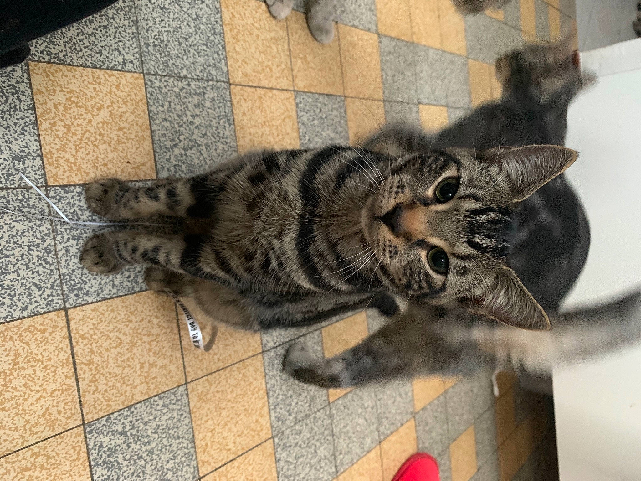 Mallow participe au concours pour gagner de l'argent avec cette photo : american_shorthair, asian, carnivore, cat, domestic_short_haired_cat, dragon_li, european_shorthair, felidae, floor, flooring, kitten, maine_coon, mammal, norwegian_forest_cat, pixie_bob, small_to_medium_sized_cats, tabby_cat, tail, toyger, whiskers