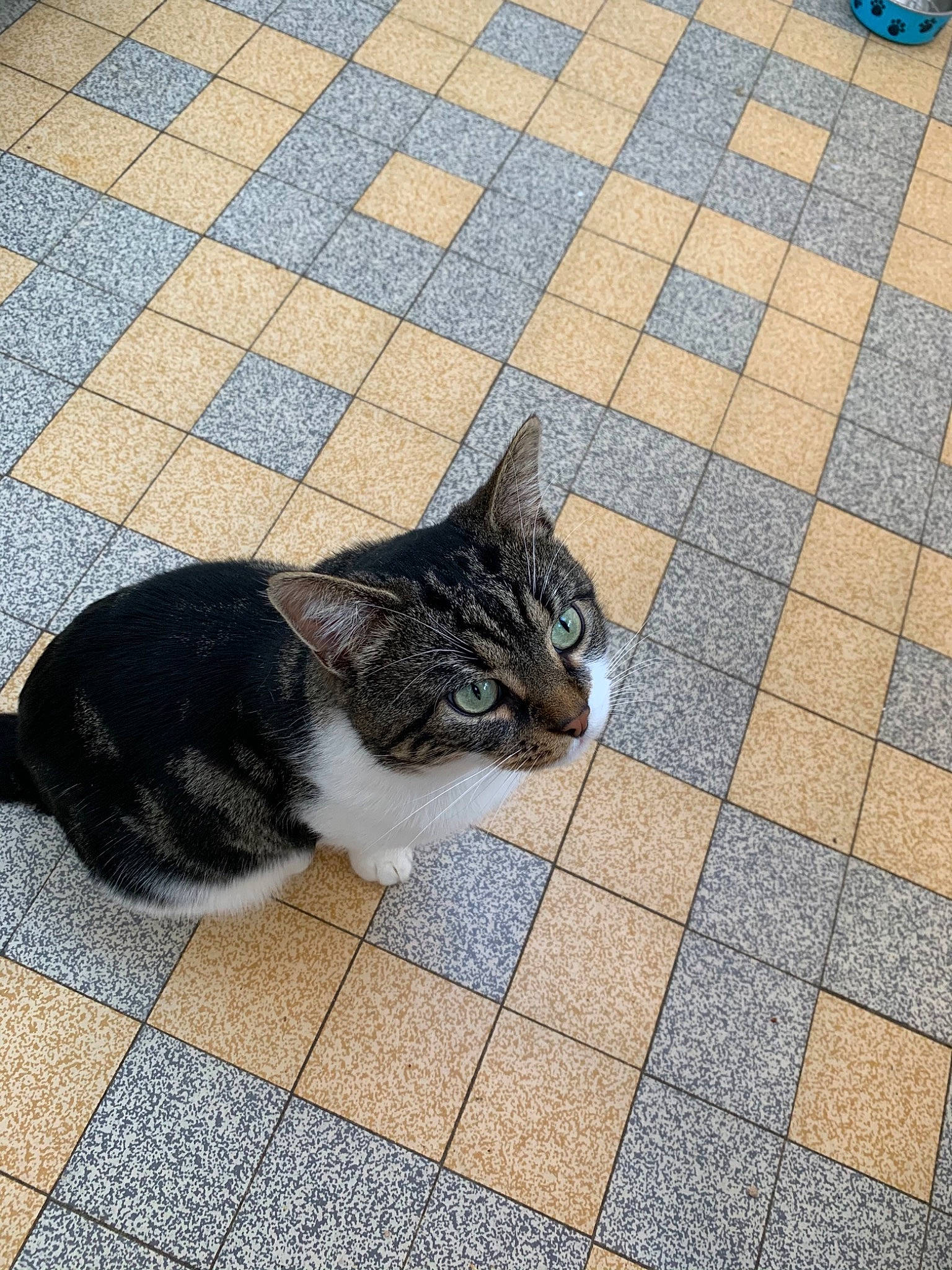 Potter a rejoint le concours — aidez-le/la à gagner de superbes lots ! aegean_cat, carnivore, cat, domestic_short_haired_cat, european_shorthair, felidae, floor, flooring, fur, plant, polydactyl_cat, small_to_medium_sized_cats, tail, tile, whiskers