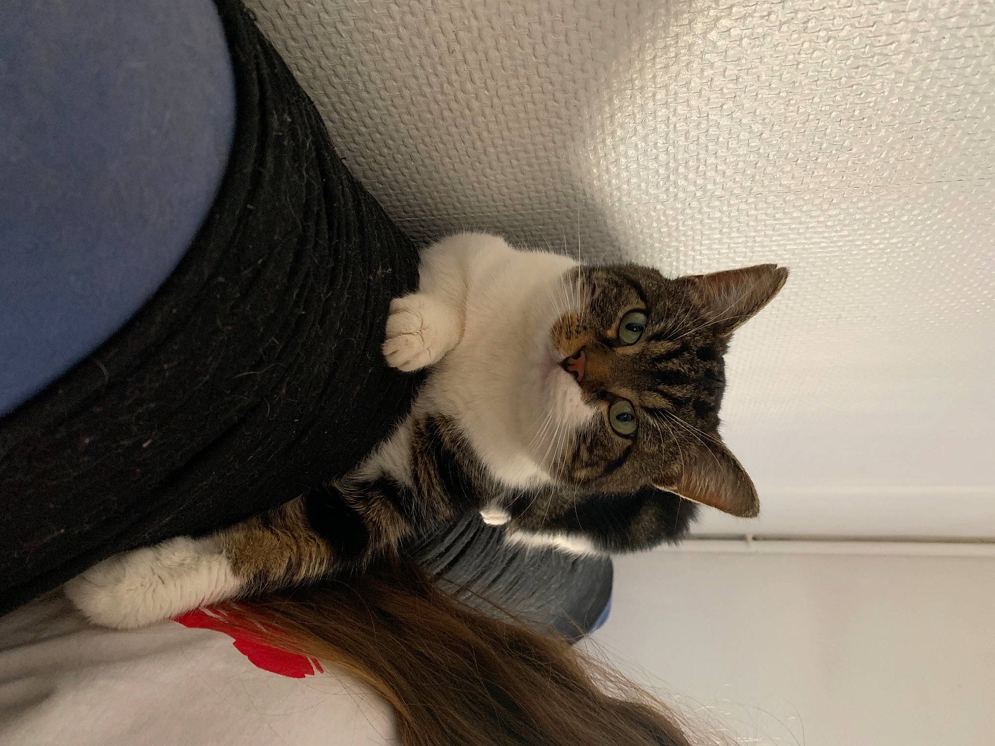 Potter participe au concours pour gagner de l'argent avec cette photo : aegean_cat, asian, carnivore, cat, domestic_short_haired_cat, ear, european_shorthair, felidae, fur, hat, kitten, long_hair, norwegian_forest_cat, small_to_medium_sized_cats, tabby_cat, whiskers