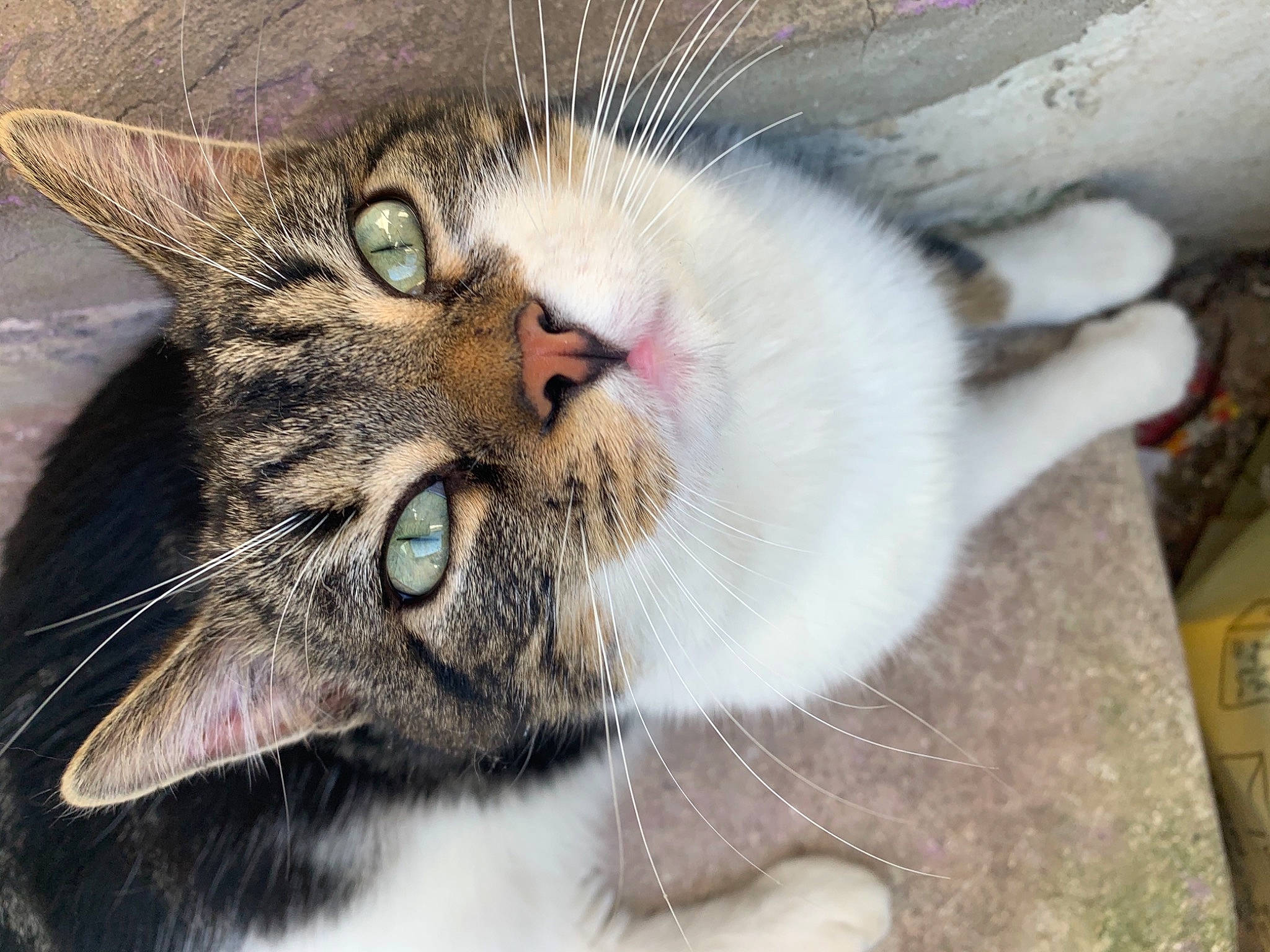 Potter a rejoint le concours — aidez-le/la à gagner de superbes lots ! aegean_cat, asian, carnivore, cat, close_up, domestic_short_haired_cat, dragon_li, european_shorthair, eye, facial_expression, felidae, fur, mouth, nose, ojos_azules, polydactyl_cat, small_to_medium_sized_cats, snout, tabby_cat, whiskers